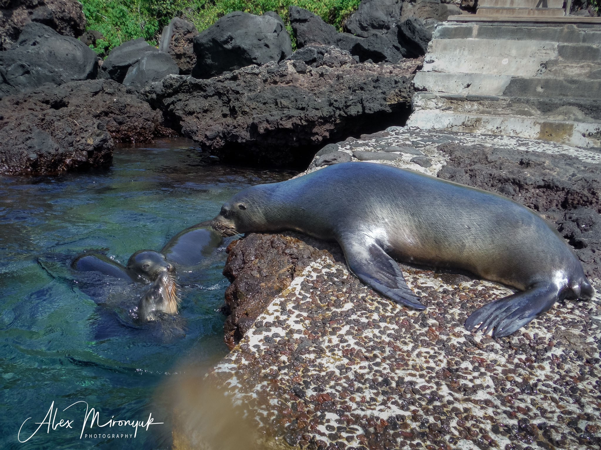 Galapagos Islands Adventure. Alex Mironyuk Photography