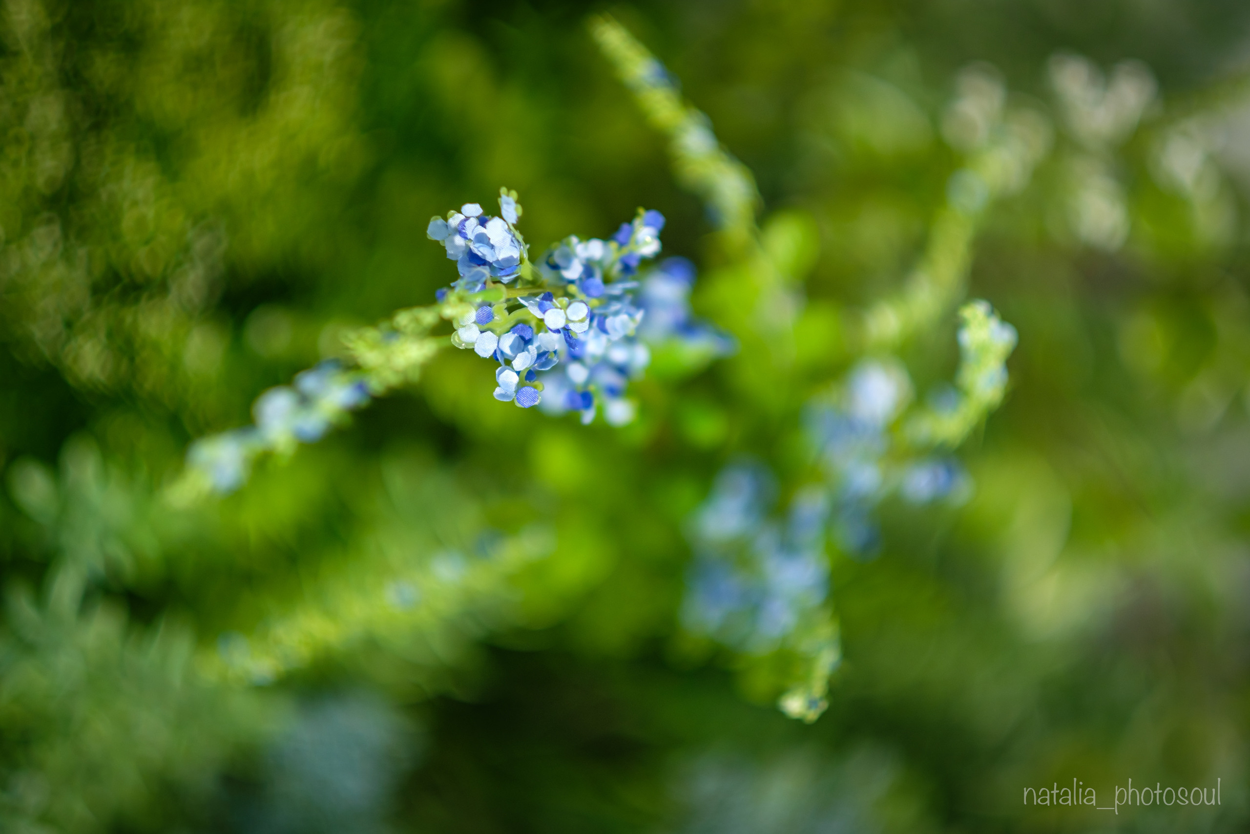 SHINee 15th Anniversary. Photographer in Seoul Dobrokvashina Natalya