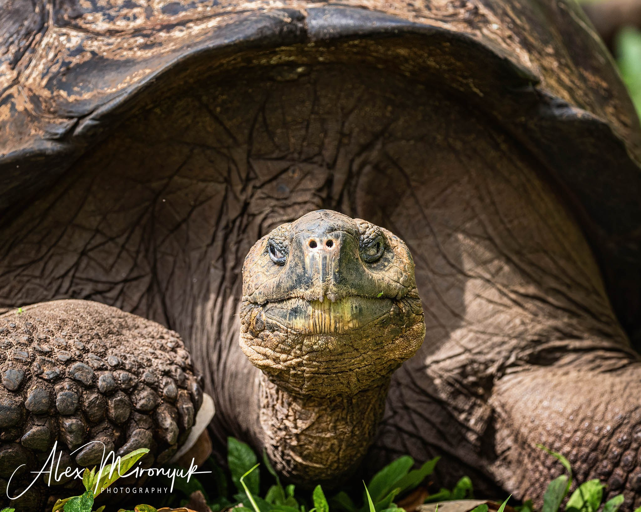 Galapagos Islands Adventure. Alex Mironyuk Photography