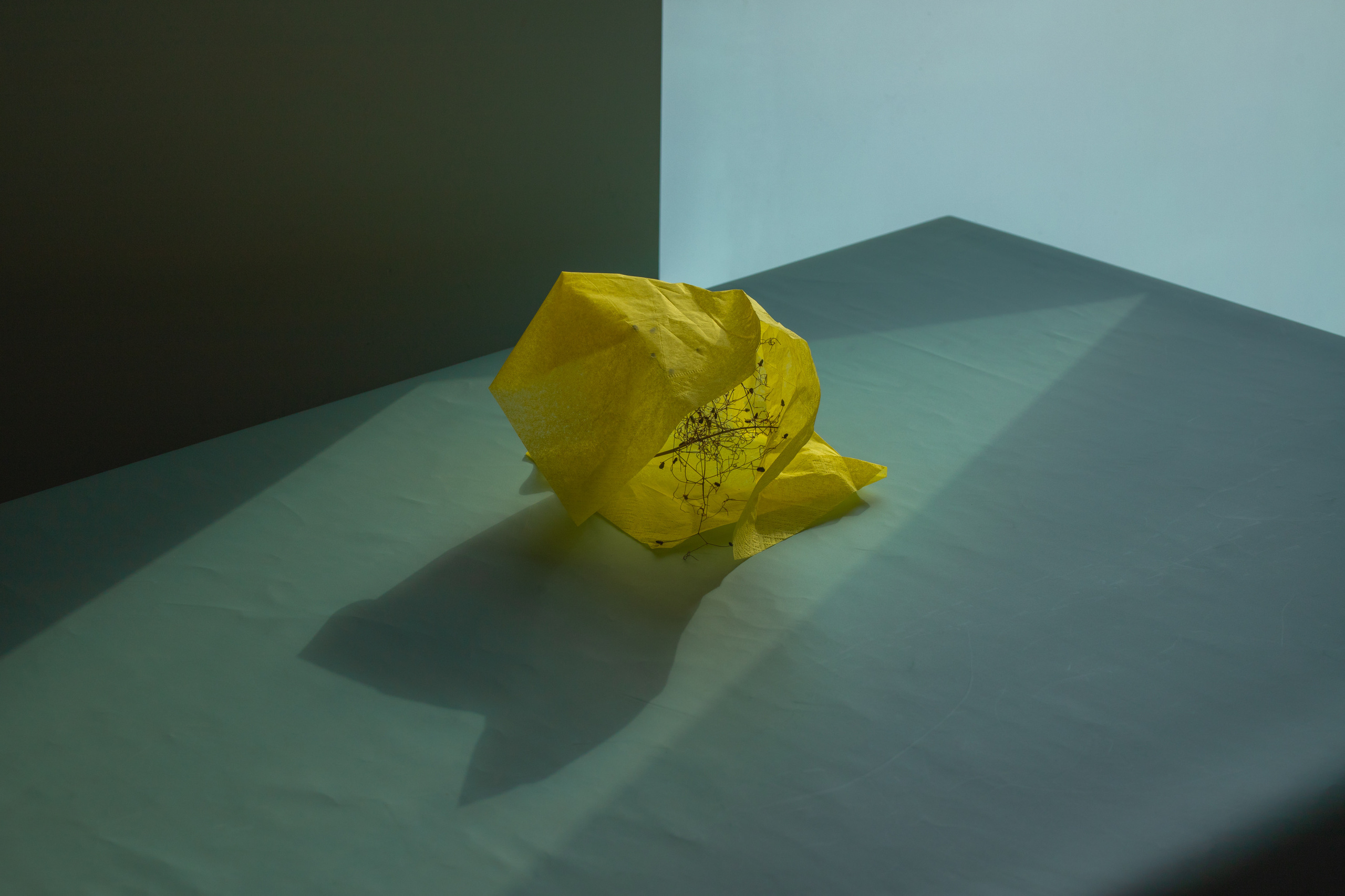 abstract; still life; contemporary; paper