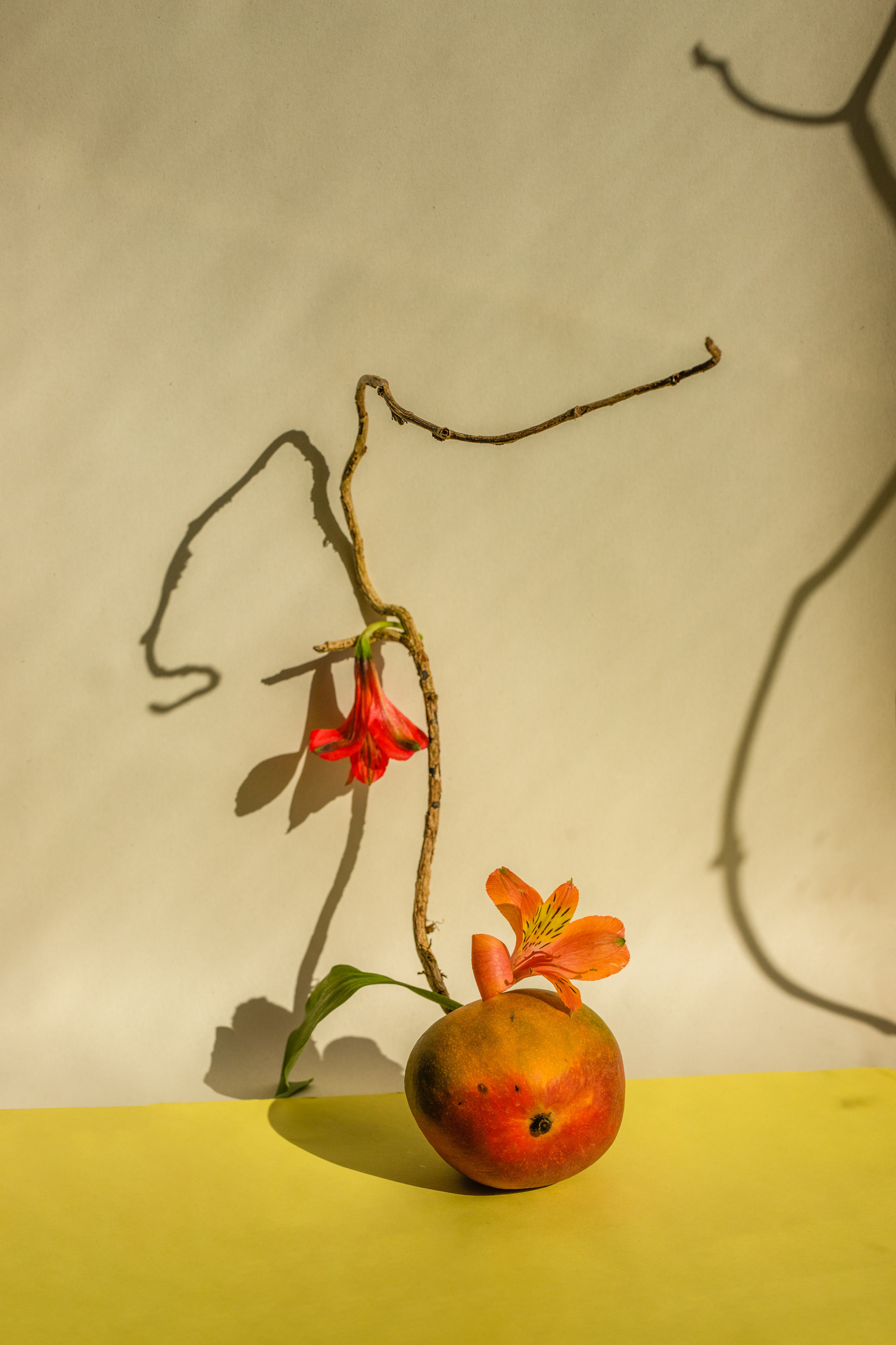 Mango frukebana contemporary still life inspired by ikebana