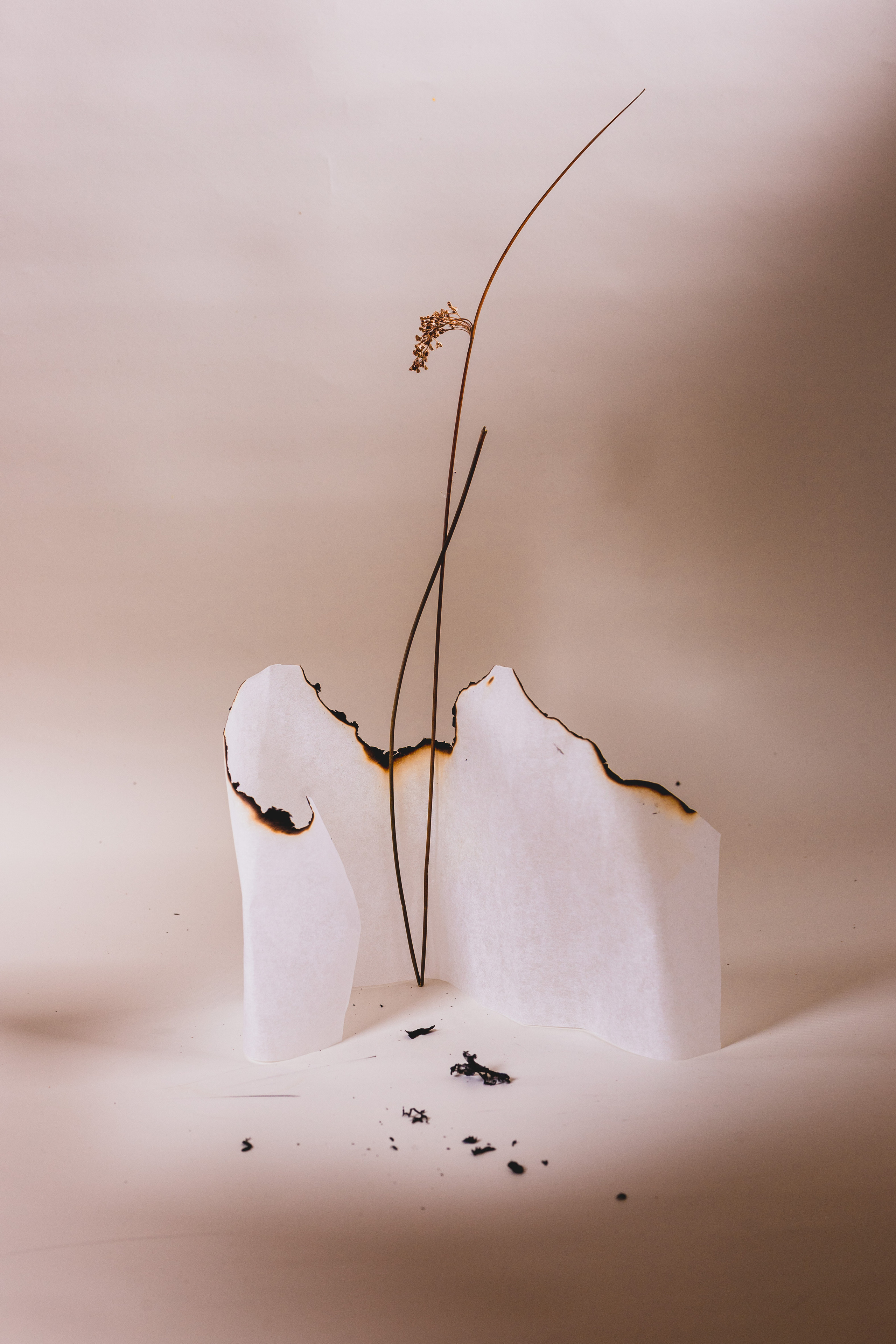 abstract; still life; contemporary; paper; ashes, wish