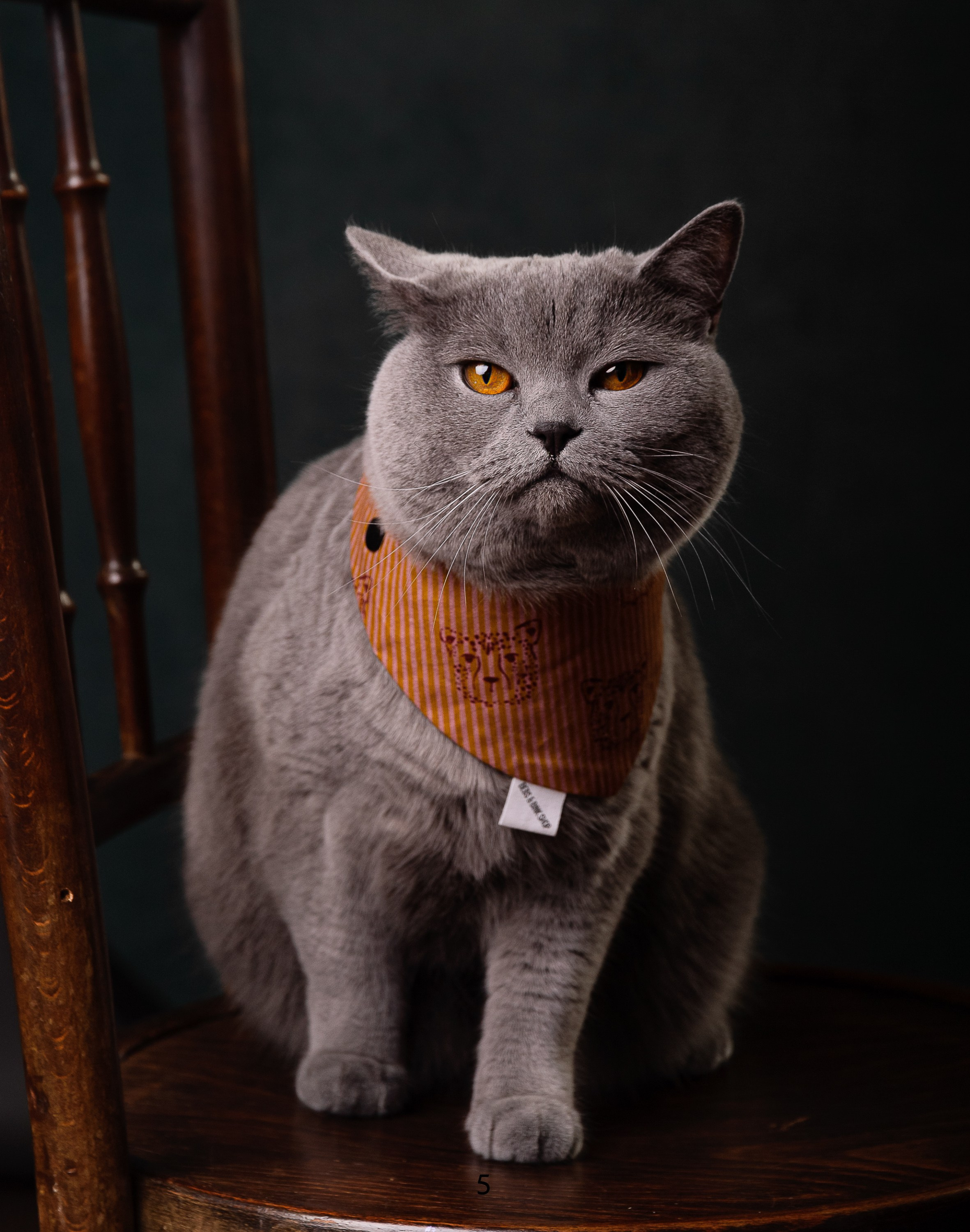 PETS. Fotograf de portret si boudoir in cluj napoca