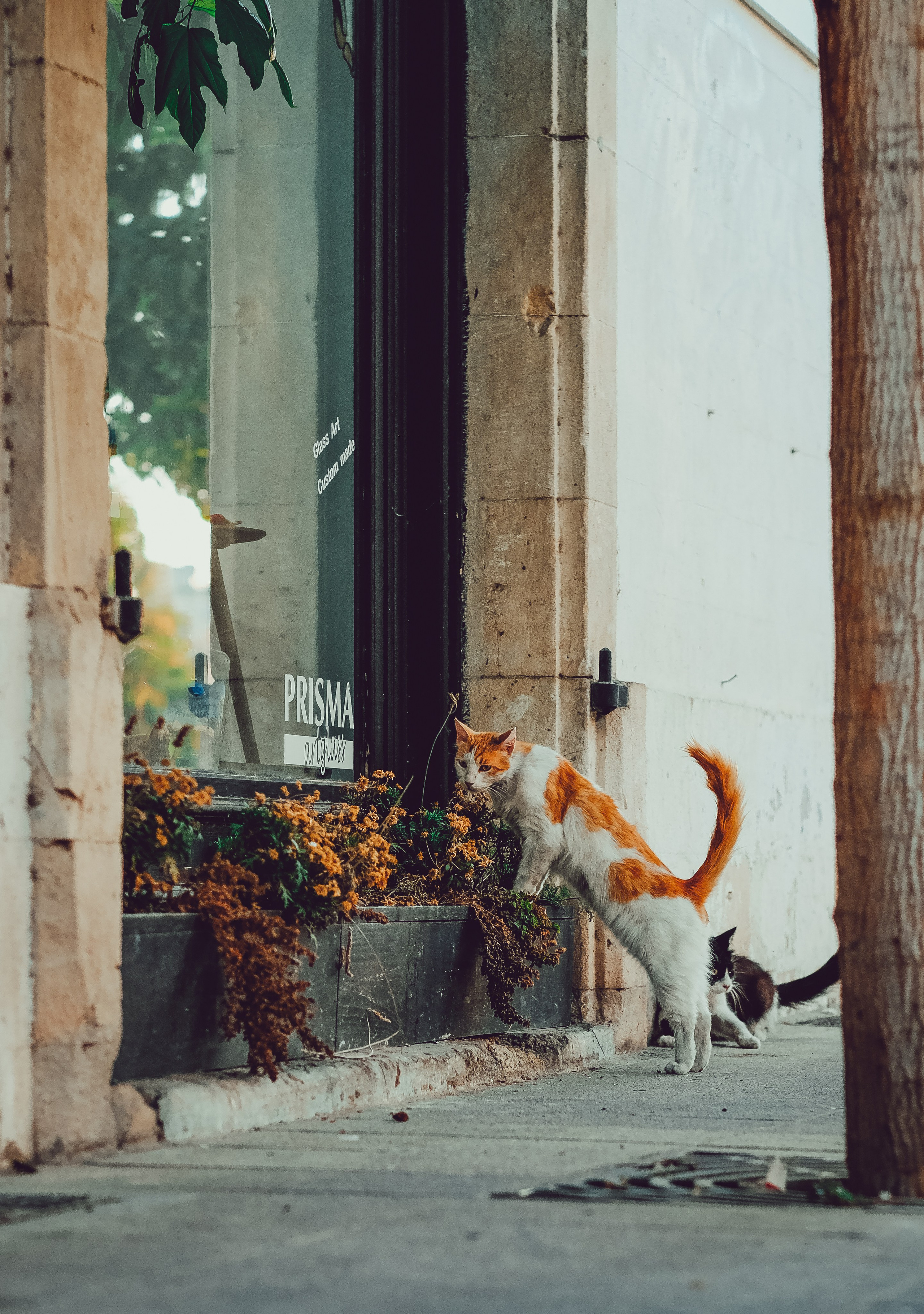Feral Cat in Limassol