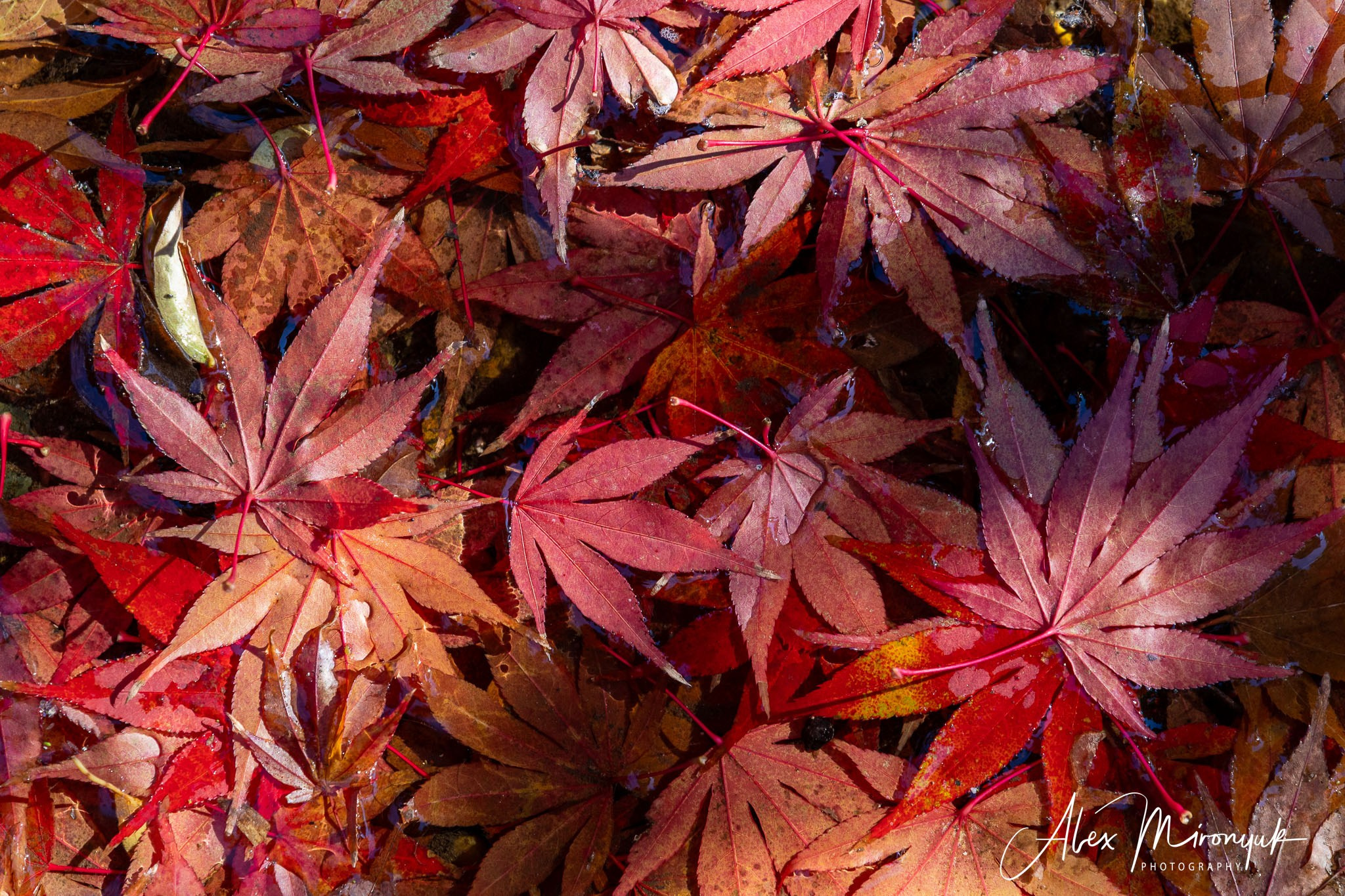 Autumn Colors of Japan. Pet, Senior, Landscape, portrait studio, photographer in Miami and Sou