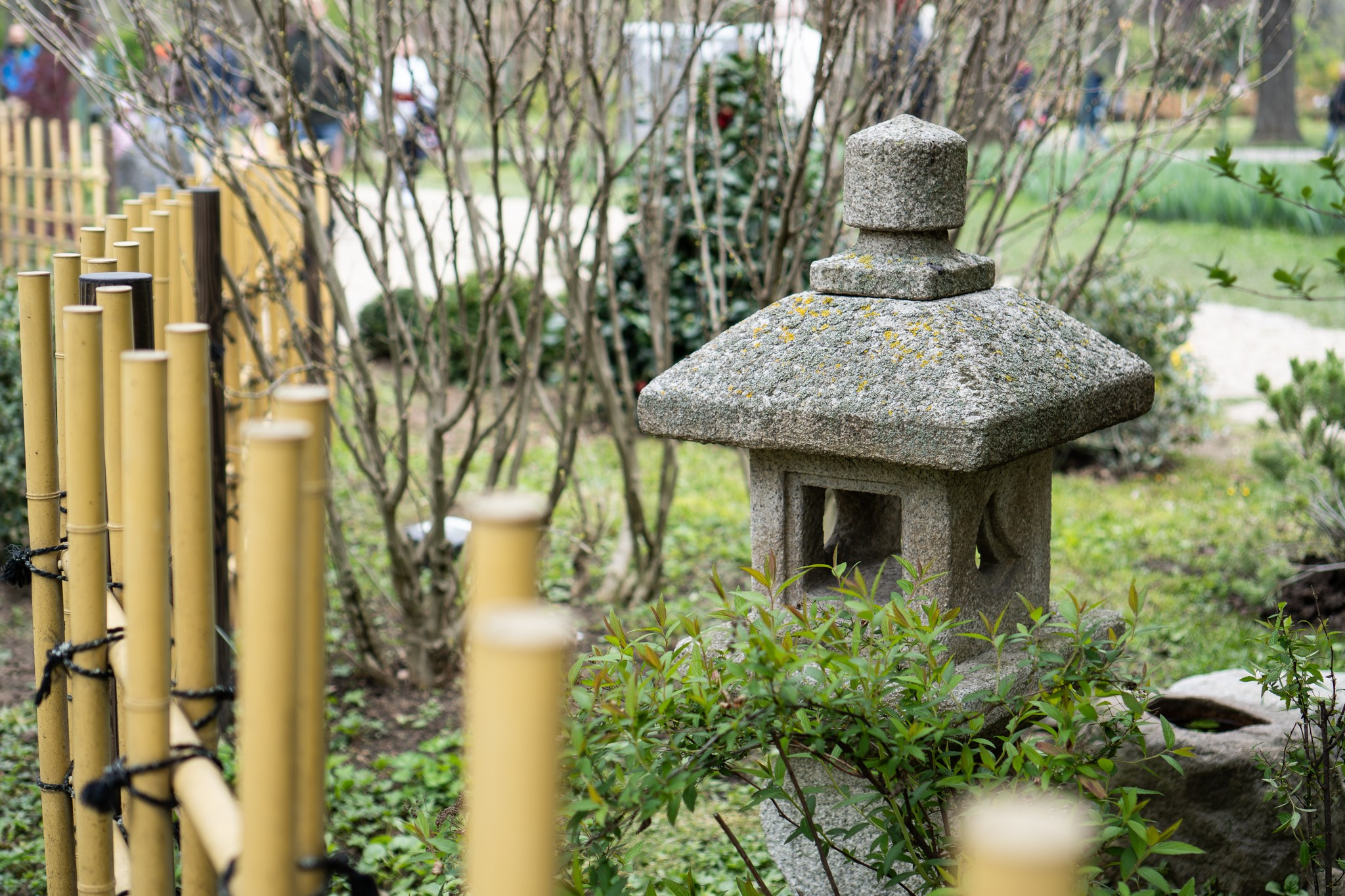 Hanami 2025: Experiența mea ca fotograf voluntar. Antonia Burlan Fotograf | Portrete și Evenimente în București