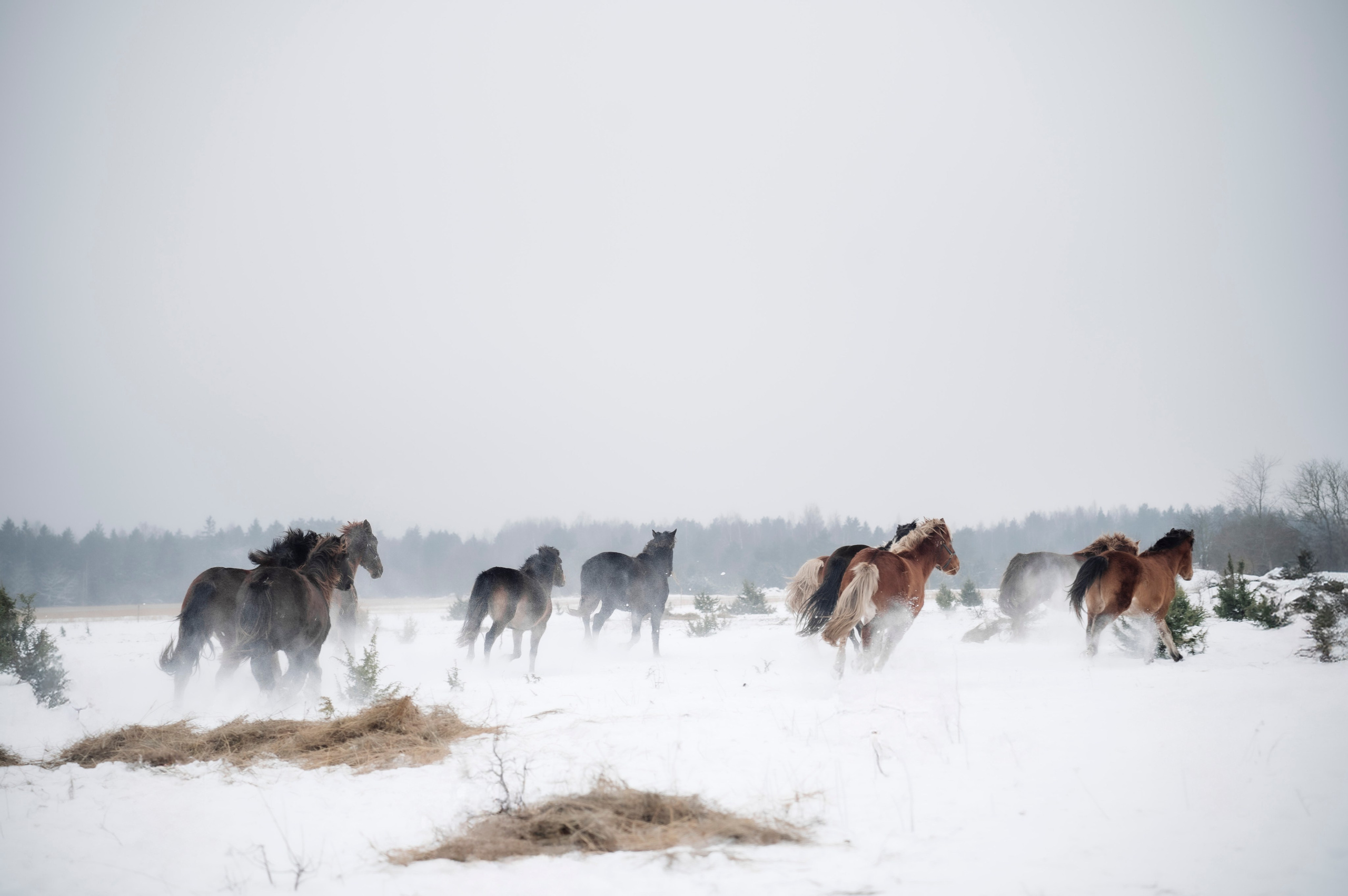 Семья/пара. Фотограф Таллинн — свадьба |семья | lovestory