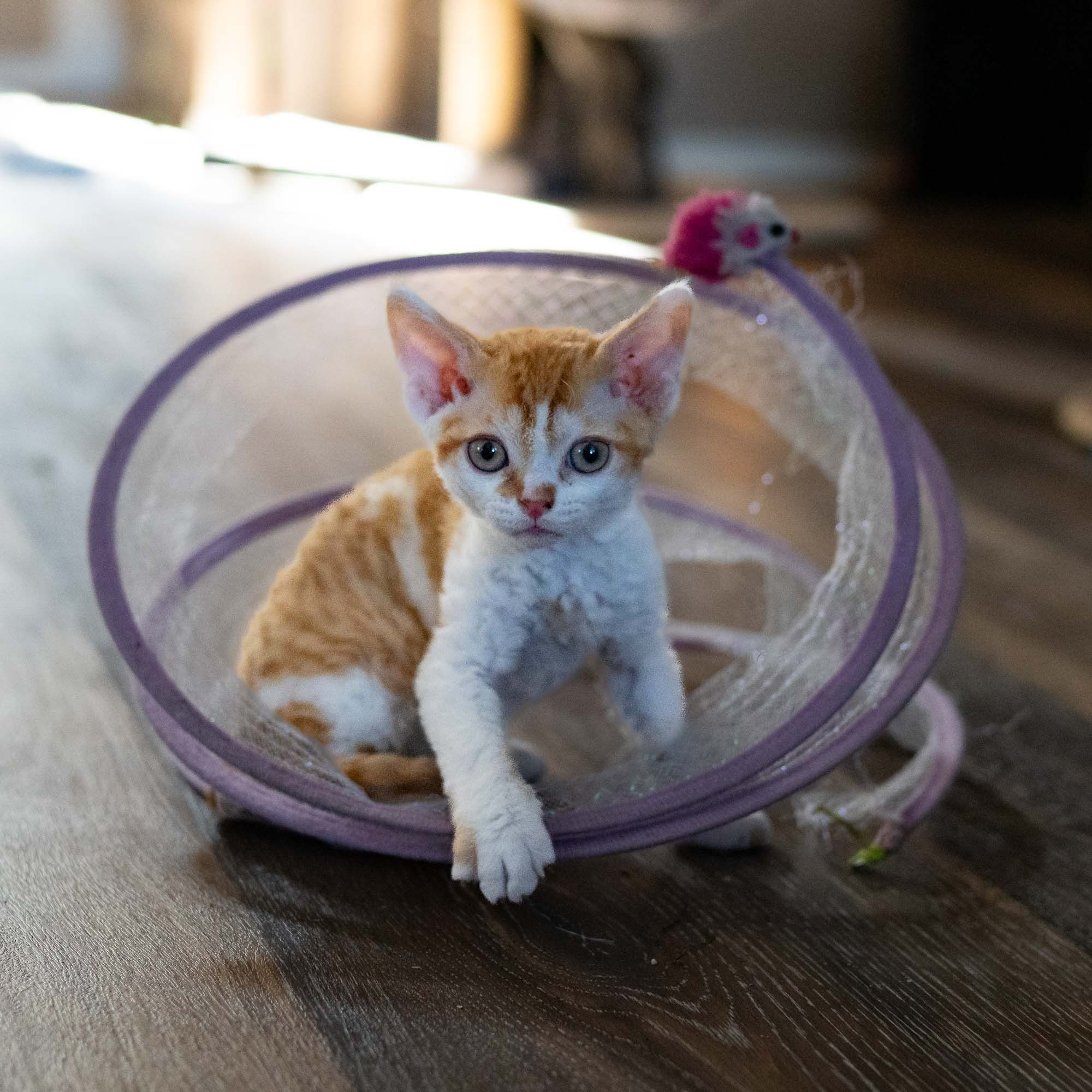 Devon Rex Pixie Cattery