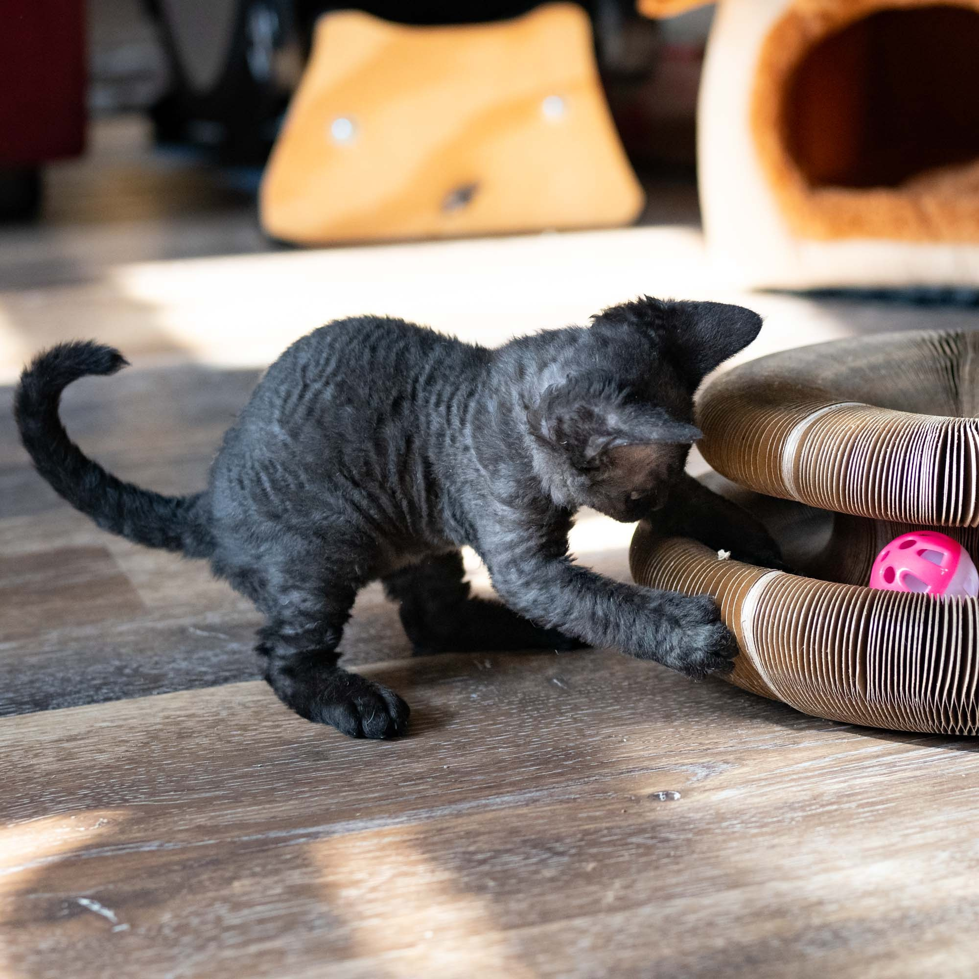 Smoke, boy,  born on  04.11.24, Sold. Devon Rex Pixie Cattery