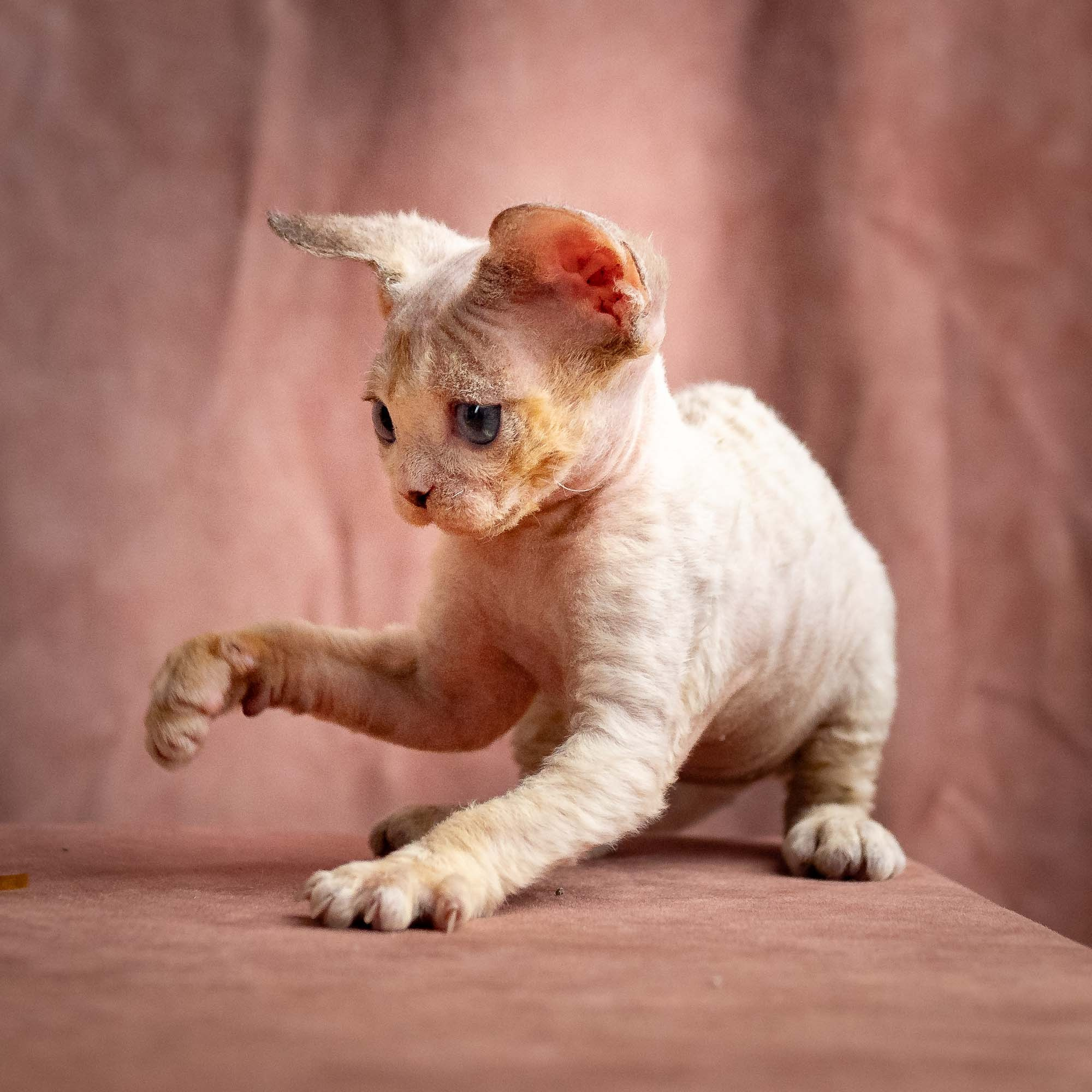 Rocco, boy, born 05.08.26. Devon Rex Pixie Cattery