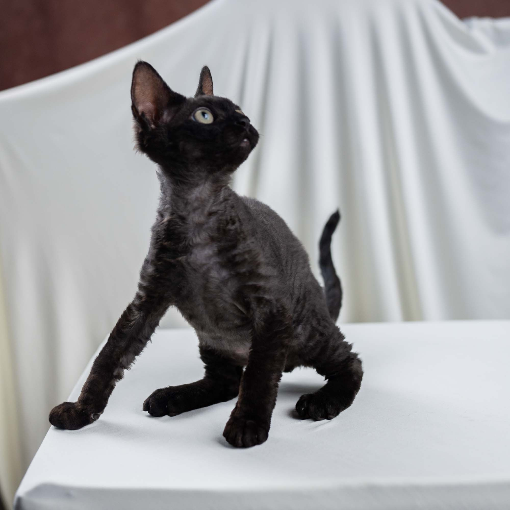 Smoke, boy,  born on  04.11.24, Sold. Devon Rex Pixie Cattery