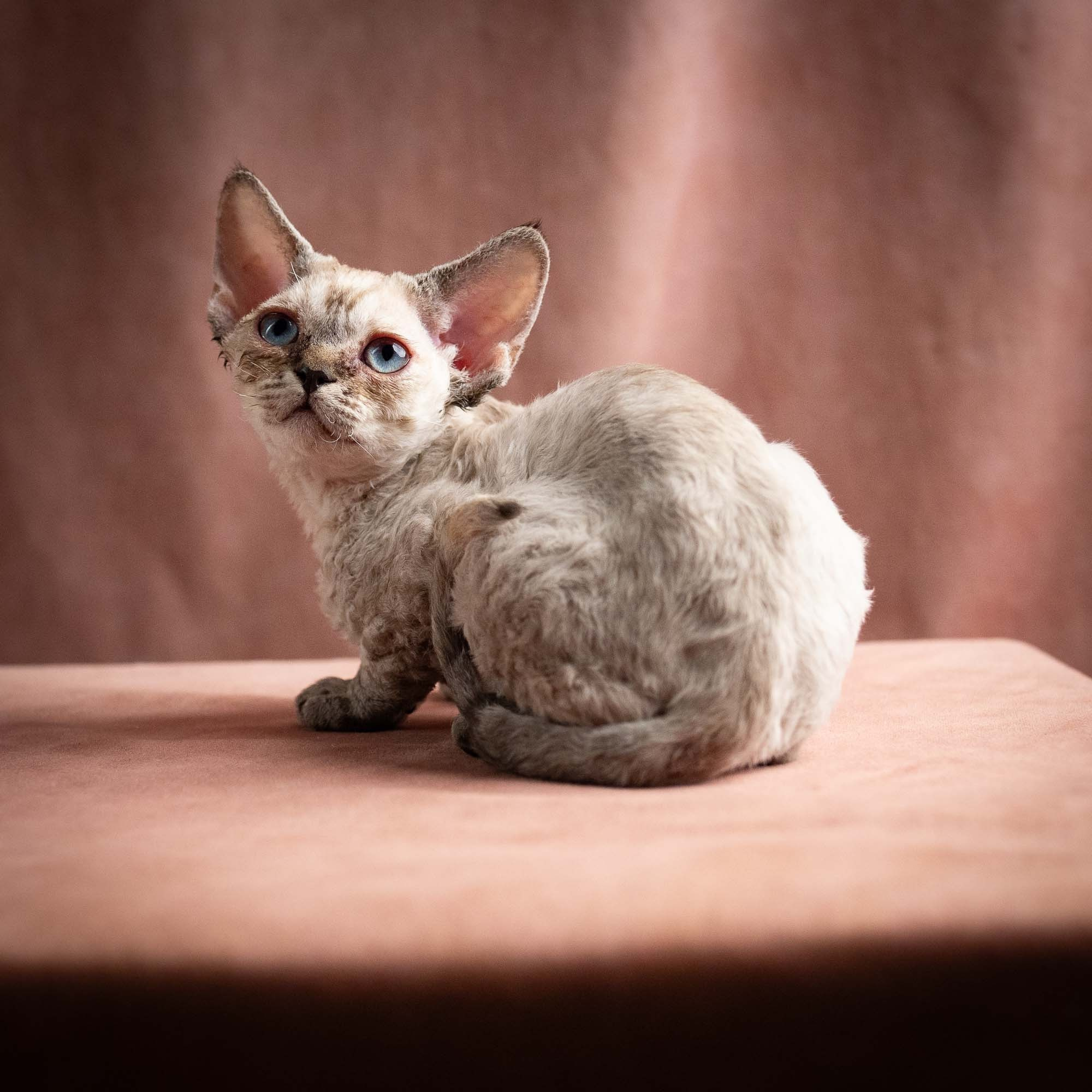 Quella, girl, born 02.14.26. Devon Rex Pixie Cattery