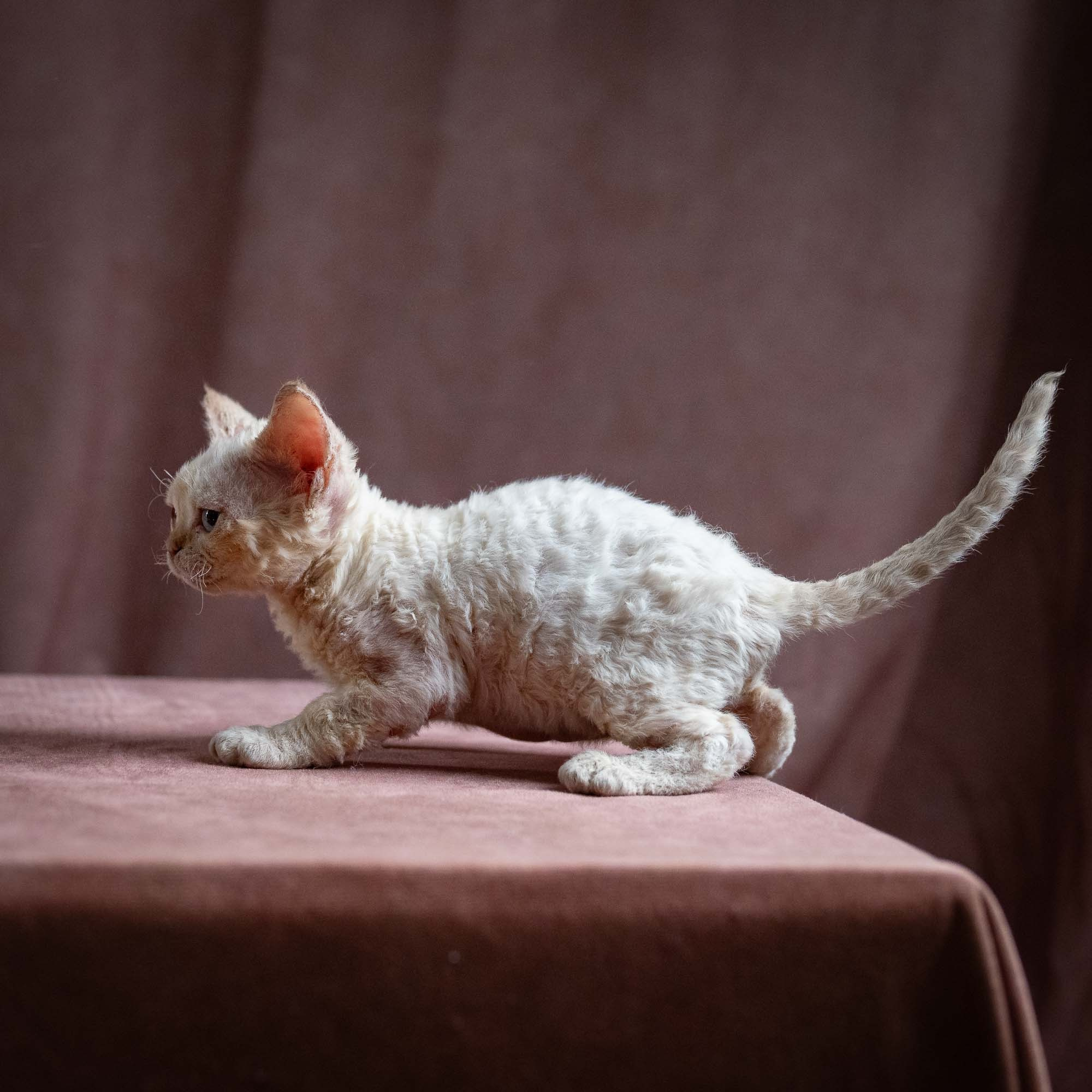 Quinn, girl, born 02.14.26. Devon Rex Pixie Cattery