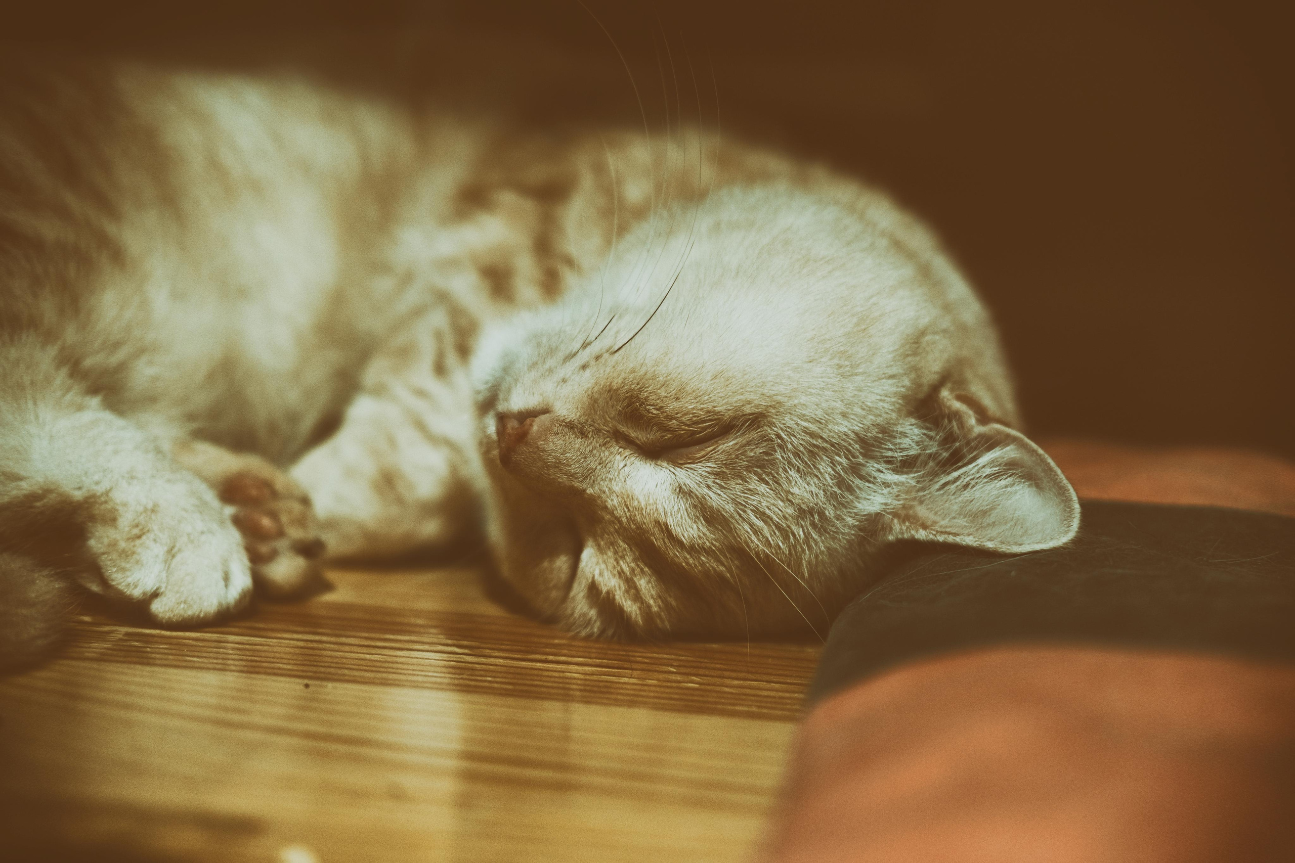 Stray Cats | Stray cats Animal | FUJIFILM X-Pro3 | YuKo Photography 📸🐾 Travel Photography | Fujifilm Adventures | Stray Cats Chronicles | Stray Cat photography | Stray cat photos