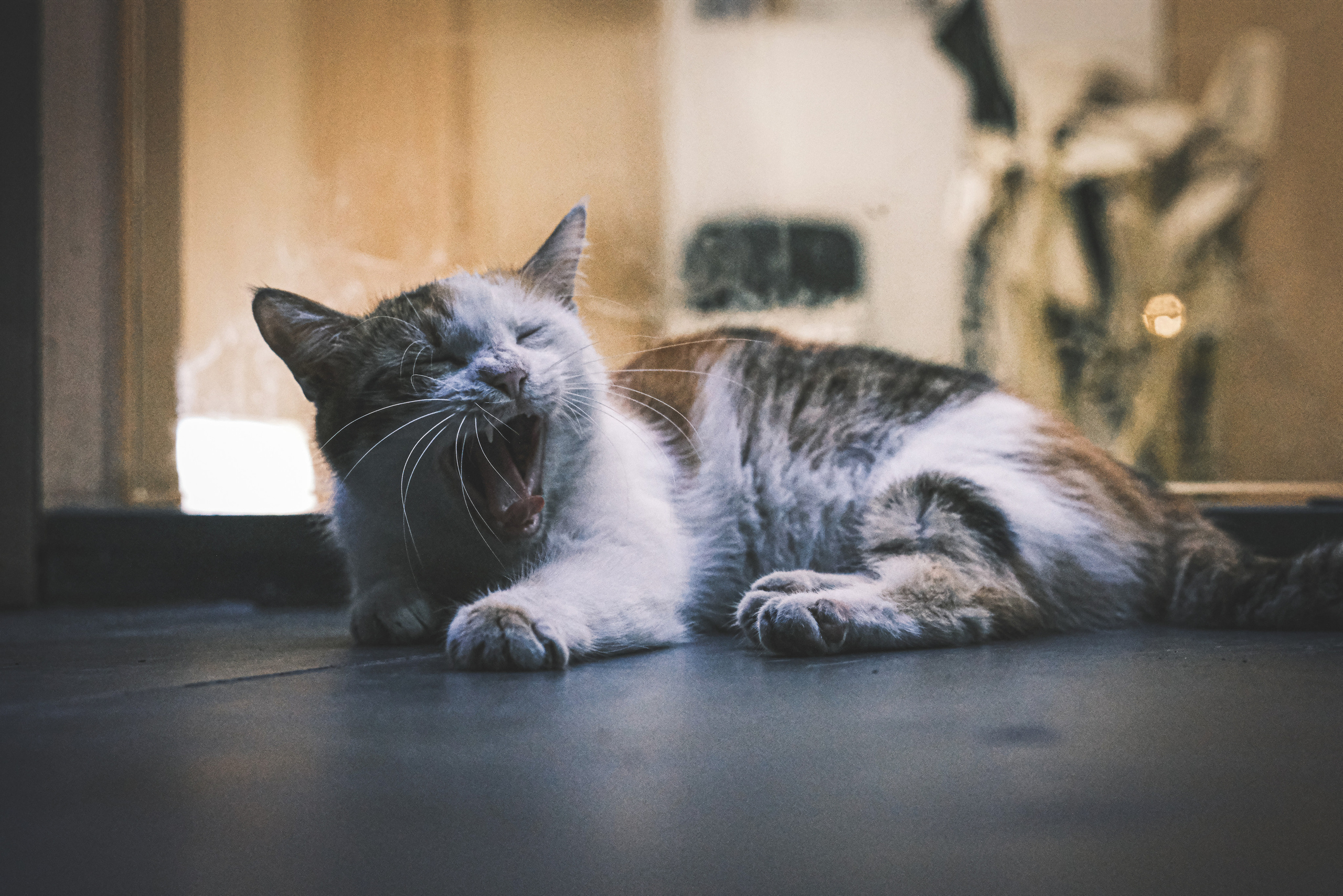 Stray Cats | Stray cats Animal | FUJIFILM X-Pro3 | YuKo Photography 📸🐾 Travel Photography | Fujifilm Adventures | Stray Cats Chronicles | Stray Cat photography | Stray cat photos