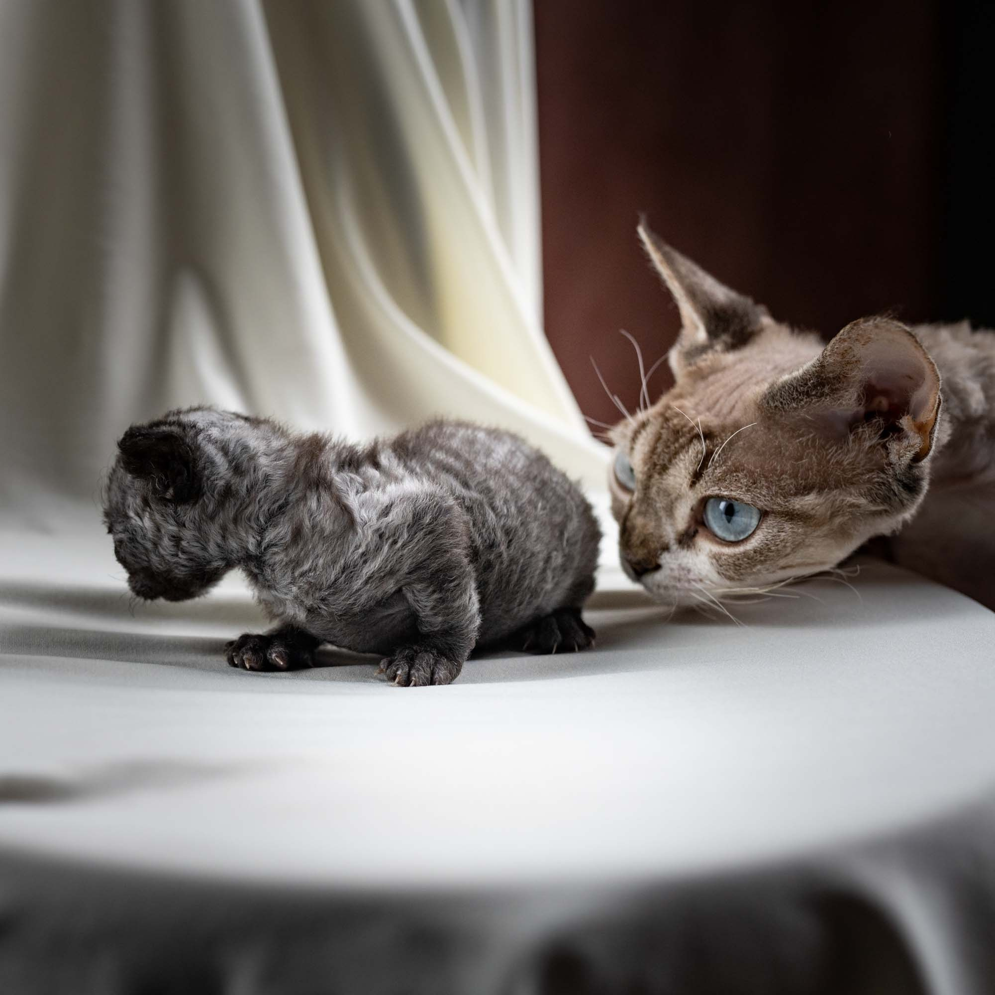 Smoke, boy,  born on  04.11.24, Sold. Devon Rex Pixie Cattery