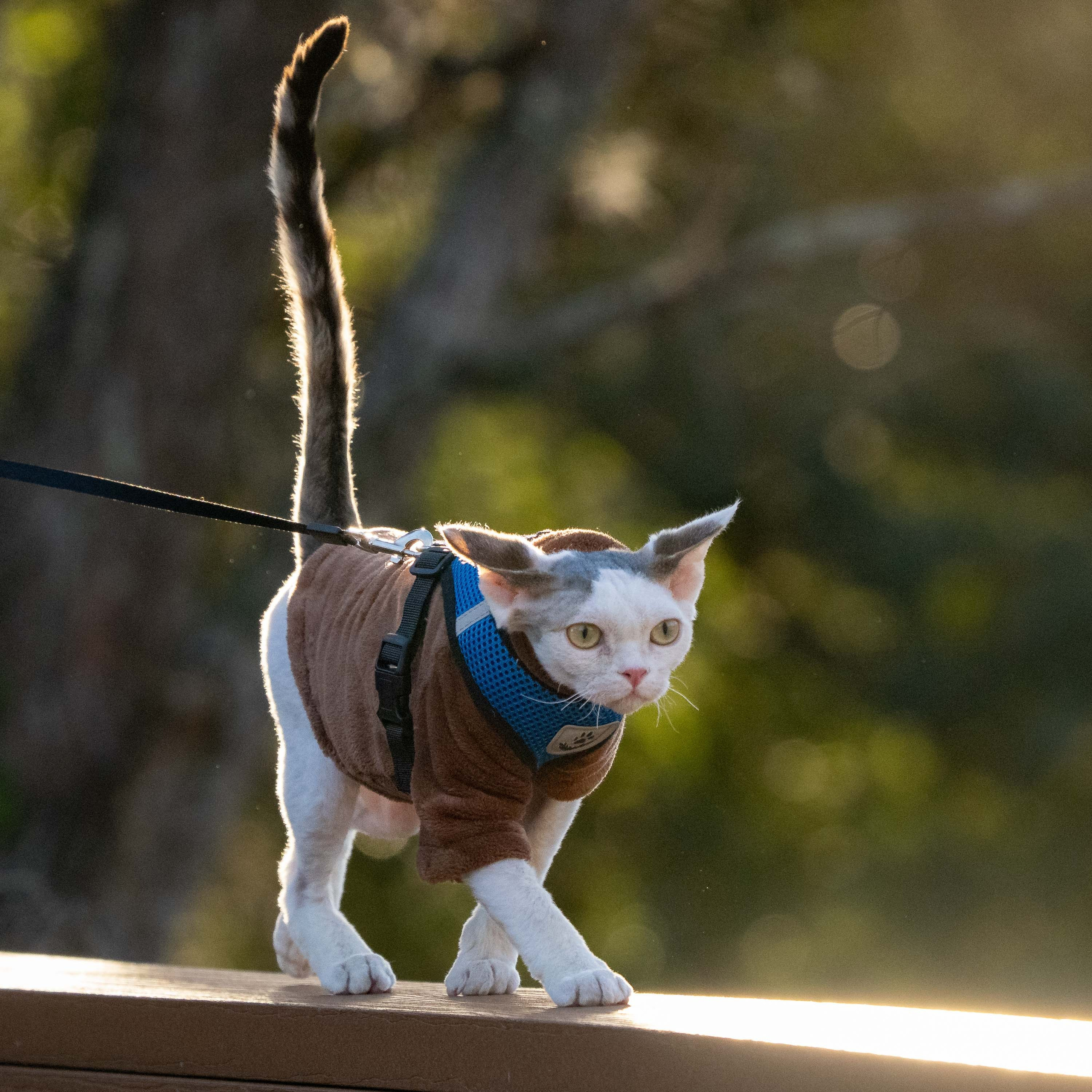 Oscar, boy, born 04.15.2025. Devon Rex Pixie Cattery