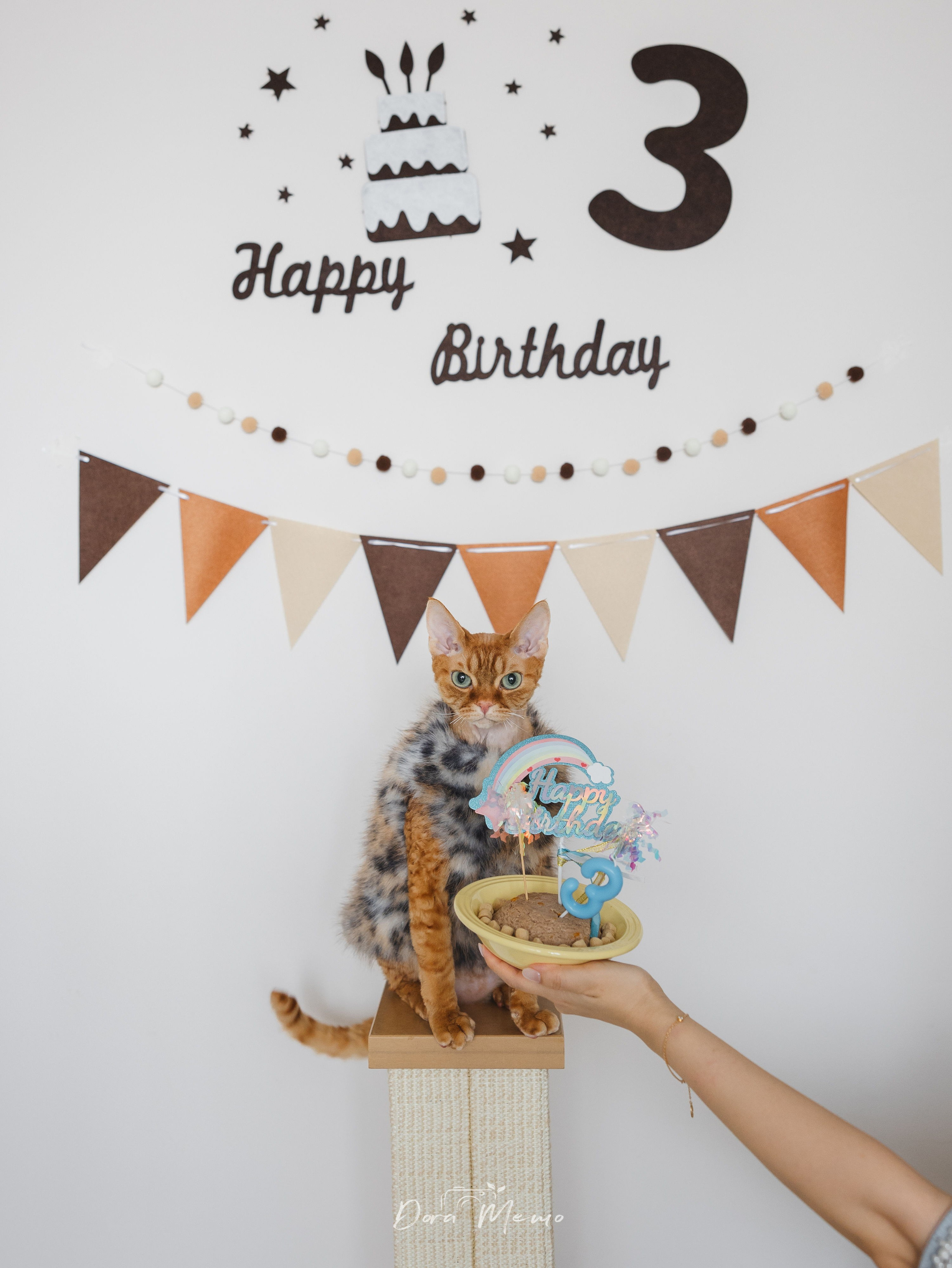 Devon Rex cat sitting on a cat tree with birthday decorations during a third birthday pet photoshoot