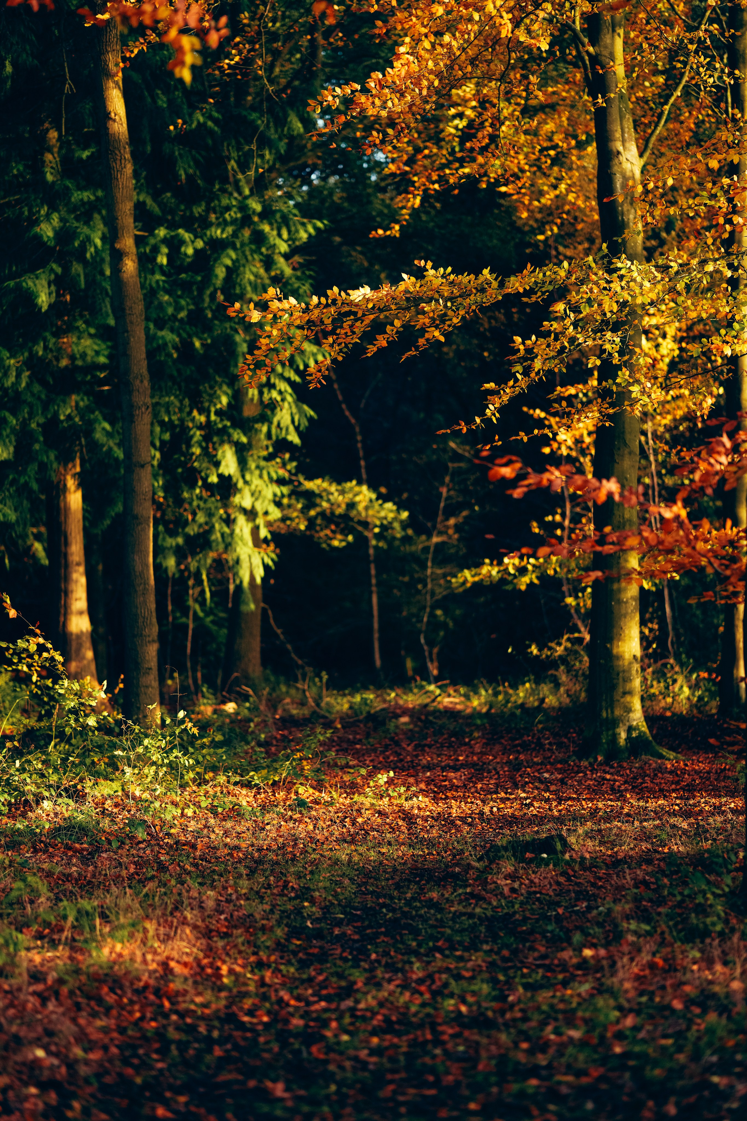 Portrait photography in the woods Solihull. Creative Family, Brand, Boudoir and Wedding Photographer in Solihull & Birmingham Irina Zoteeva