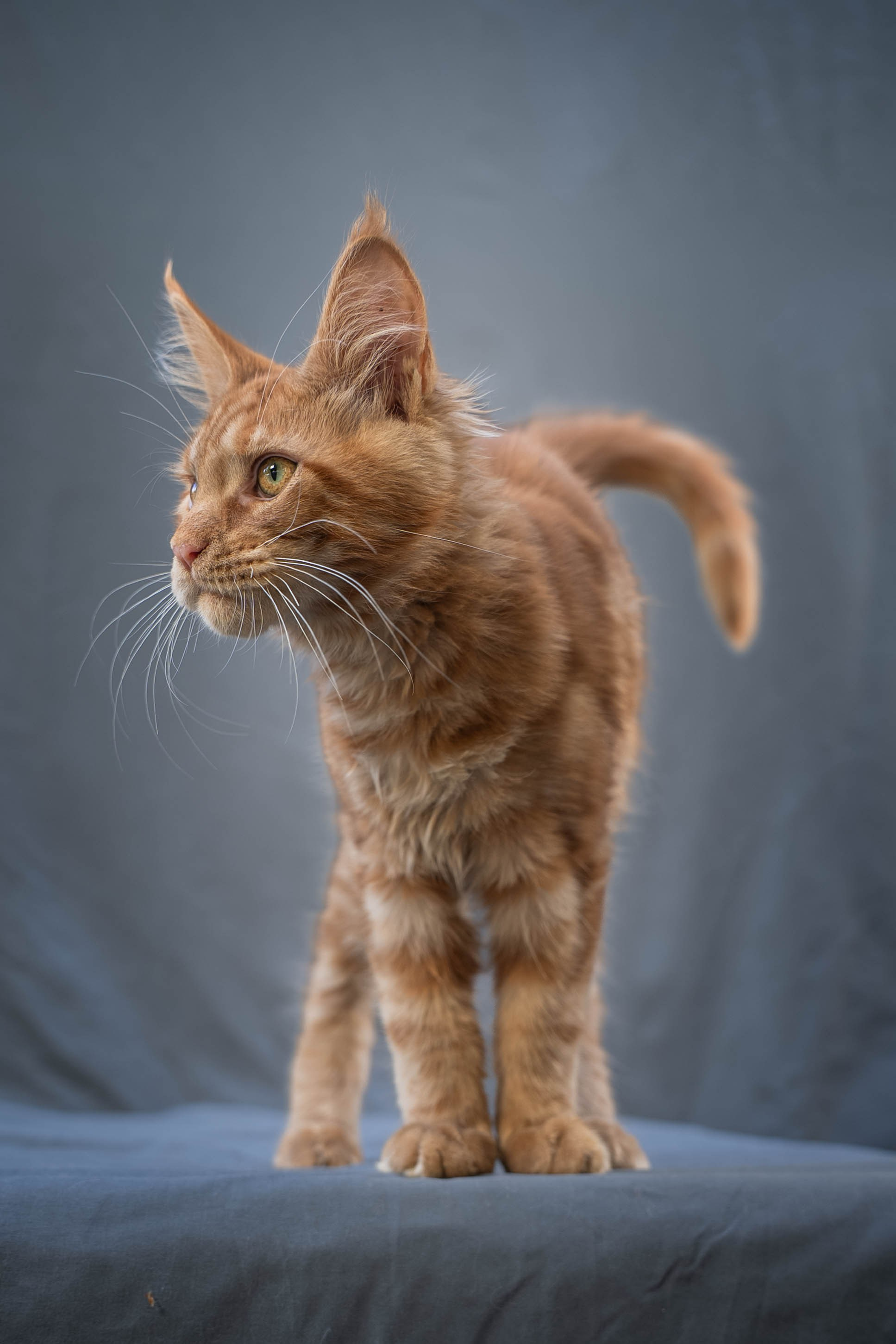 Senator Xion. Senator Cat — Maine Coon cattery