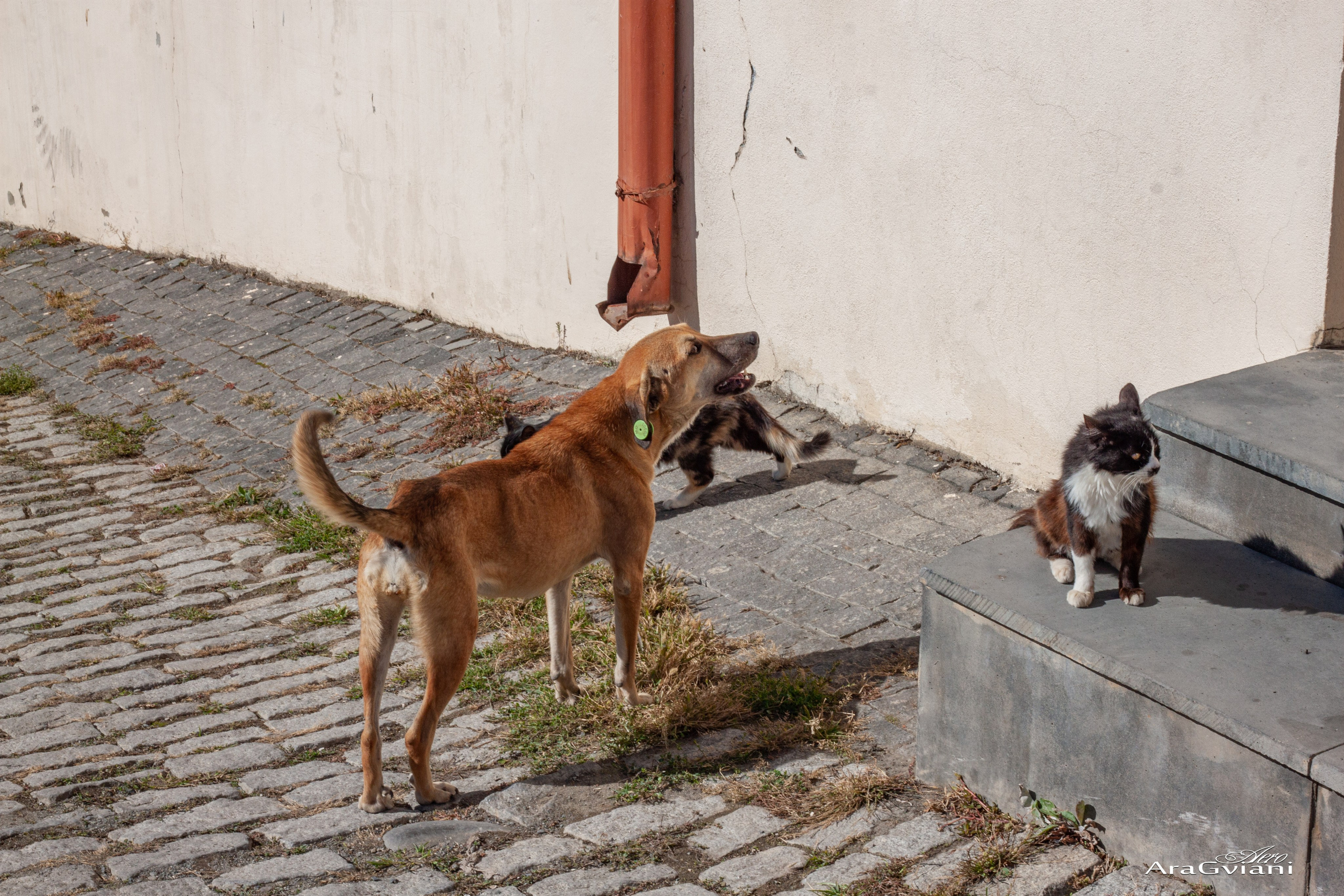 სიღნაღი გადარბენით. FramefreeMan