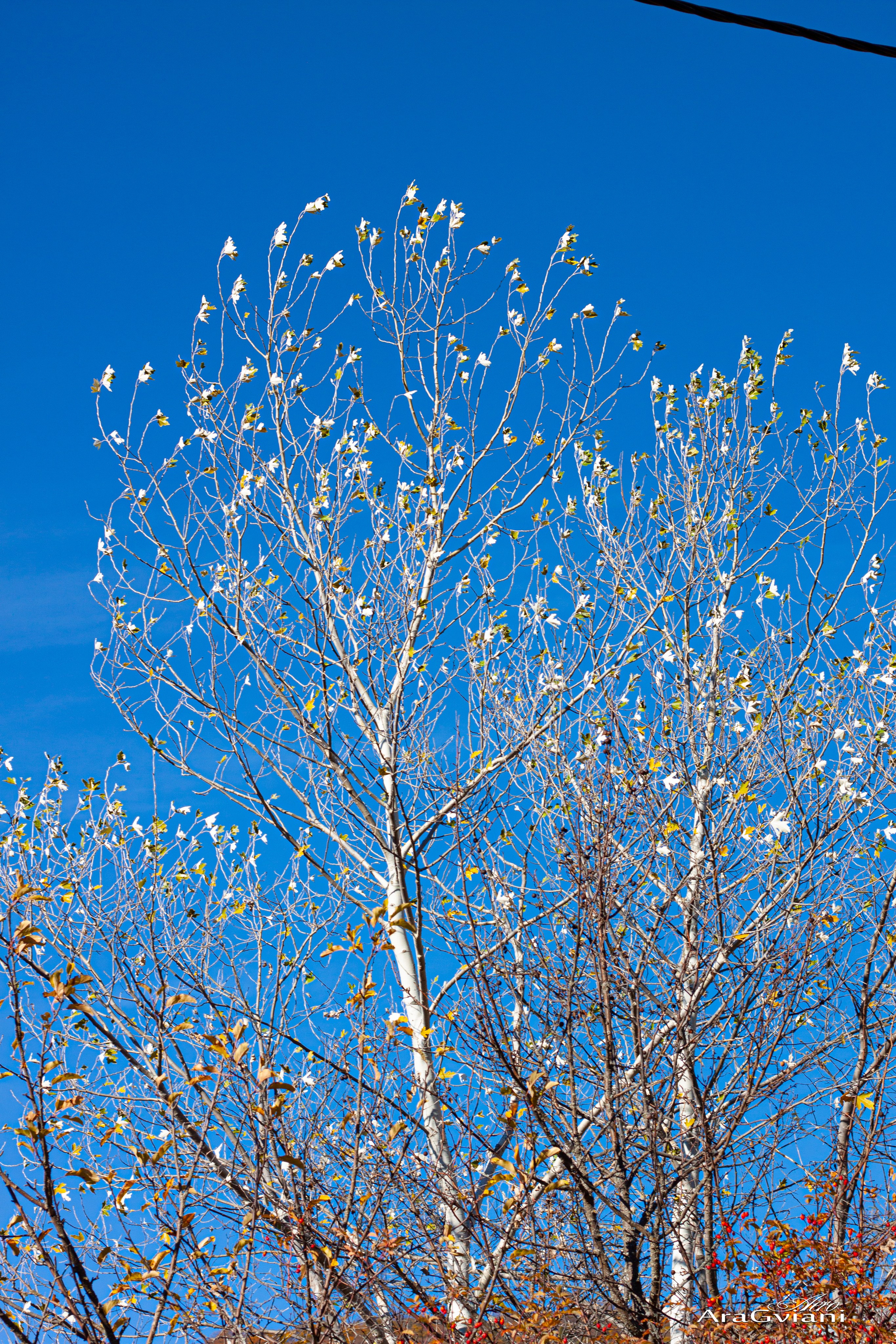 ჰიპოველოს შემოდგომის ველოტური წვერში. FramefreeMan