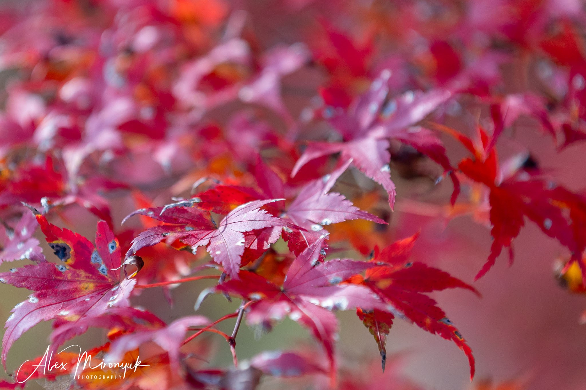 Autumn Colors of Japan. Pet, Senior, Landscape, portrait studio, photographer in Miami and Sou