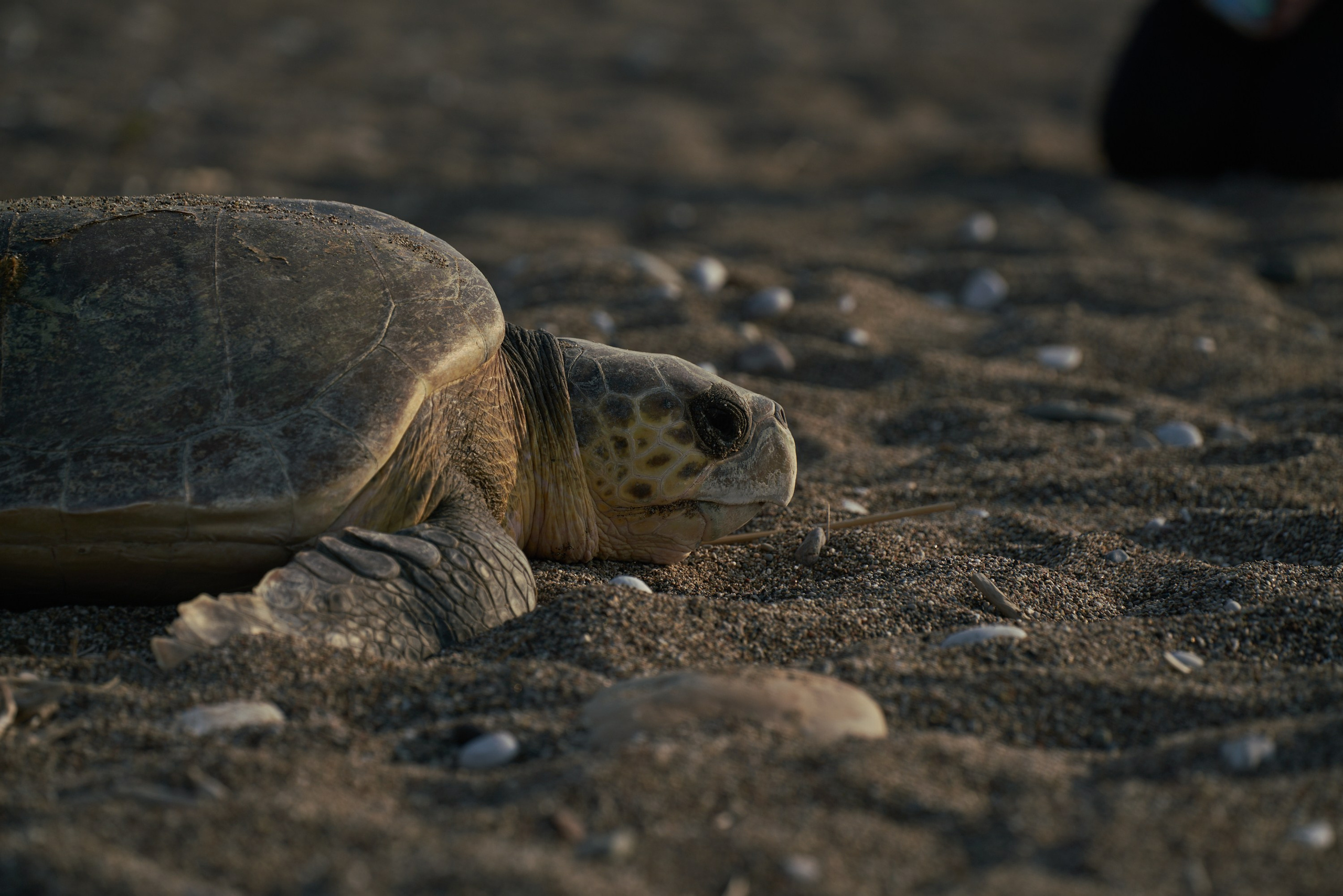 Caretta caretta | Anastasiia Nelen photographer
