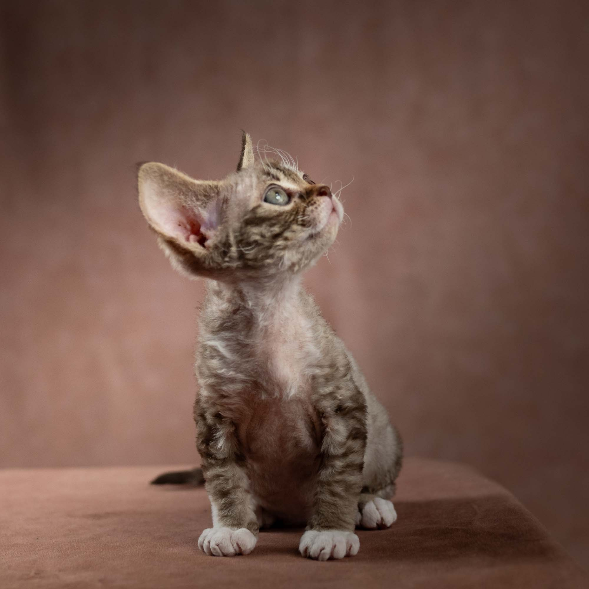 Elvis, boy, born on 06.09.24 SOLD. Devon Rex Pixie Cattery