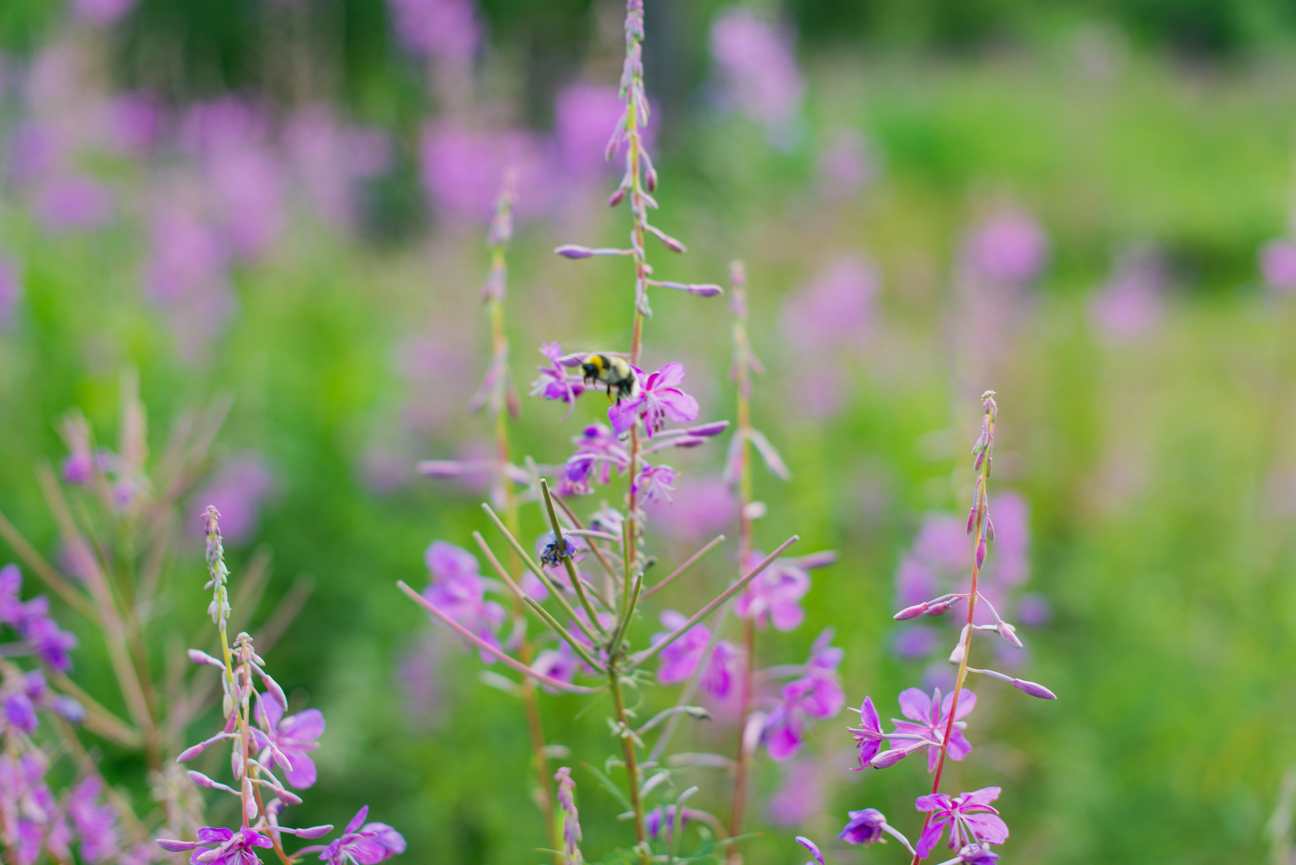 Выездная беременная фотосессия. FOTÓGRAFO MÉXICO QUINTANA ROO