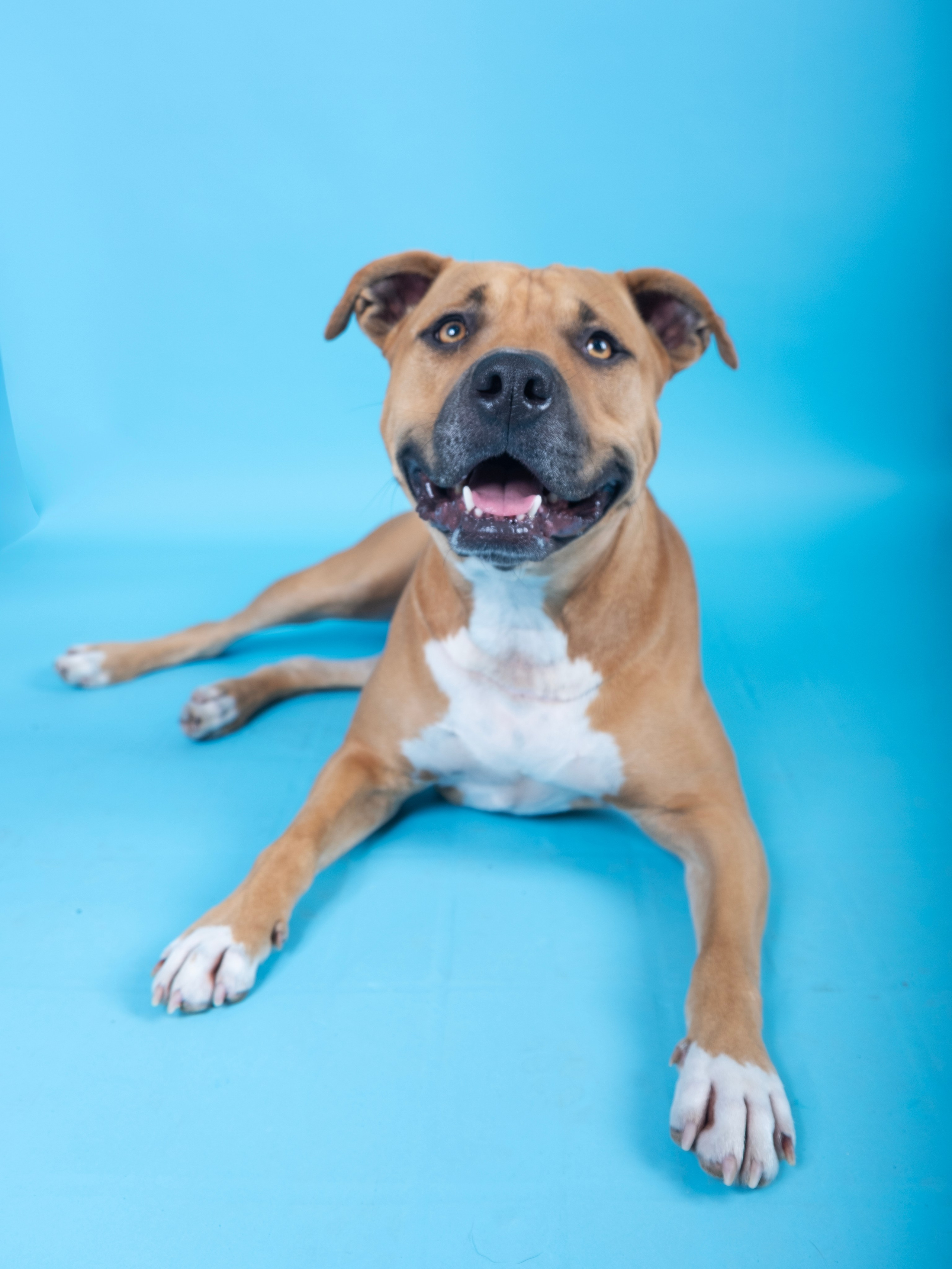 Fotografía de mascotas. Fotos con huella, fotografía de perros y mascotas en Sevilla