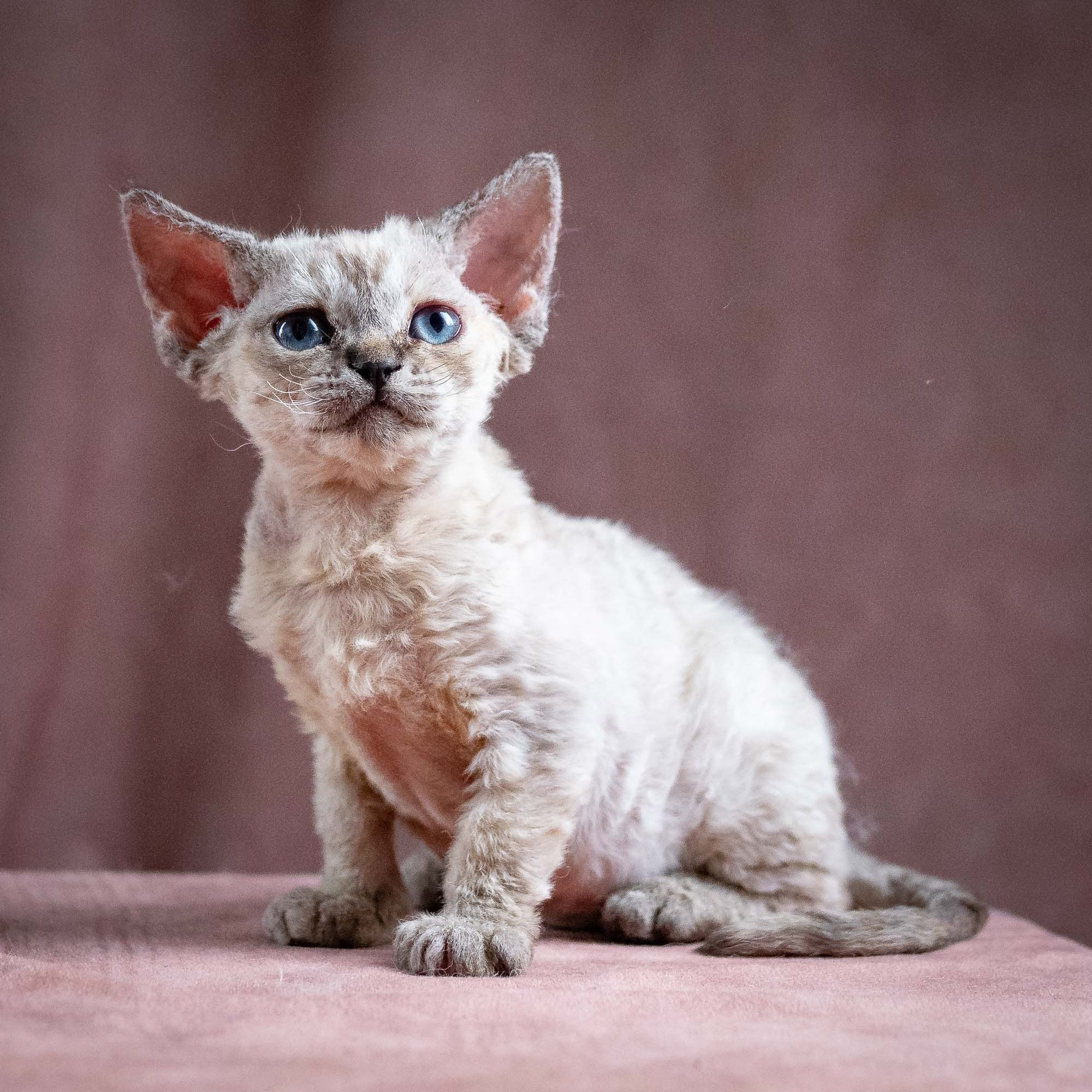 Quella, girl, born 02.14.26. Devon Rex Pixie Cattery