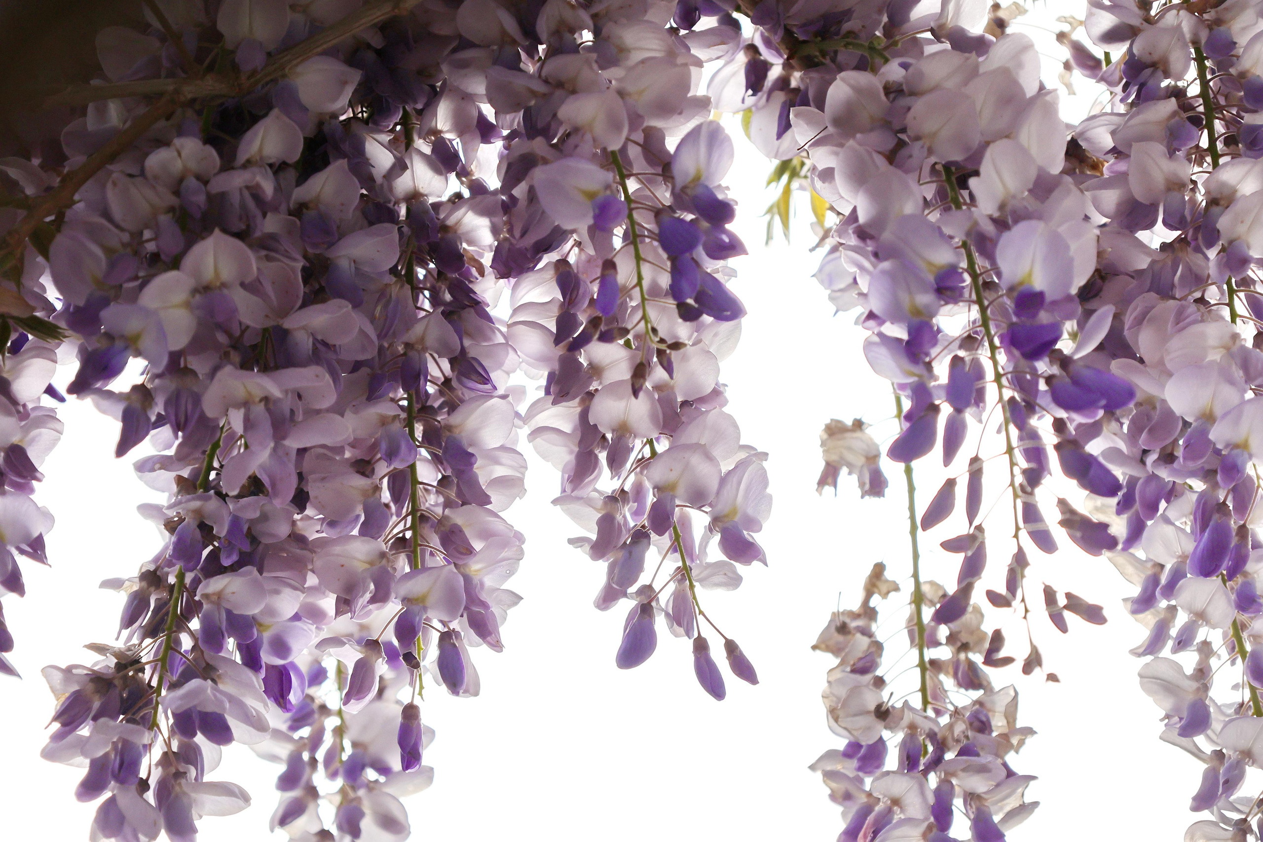 Stories. Couples and portraits photographer Wimbledon London