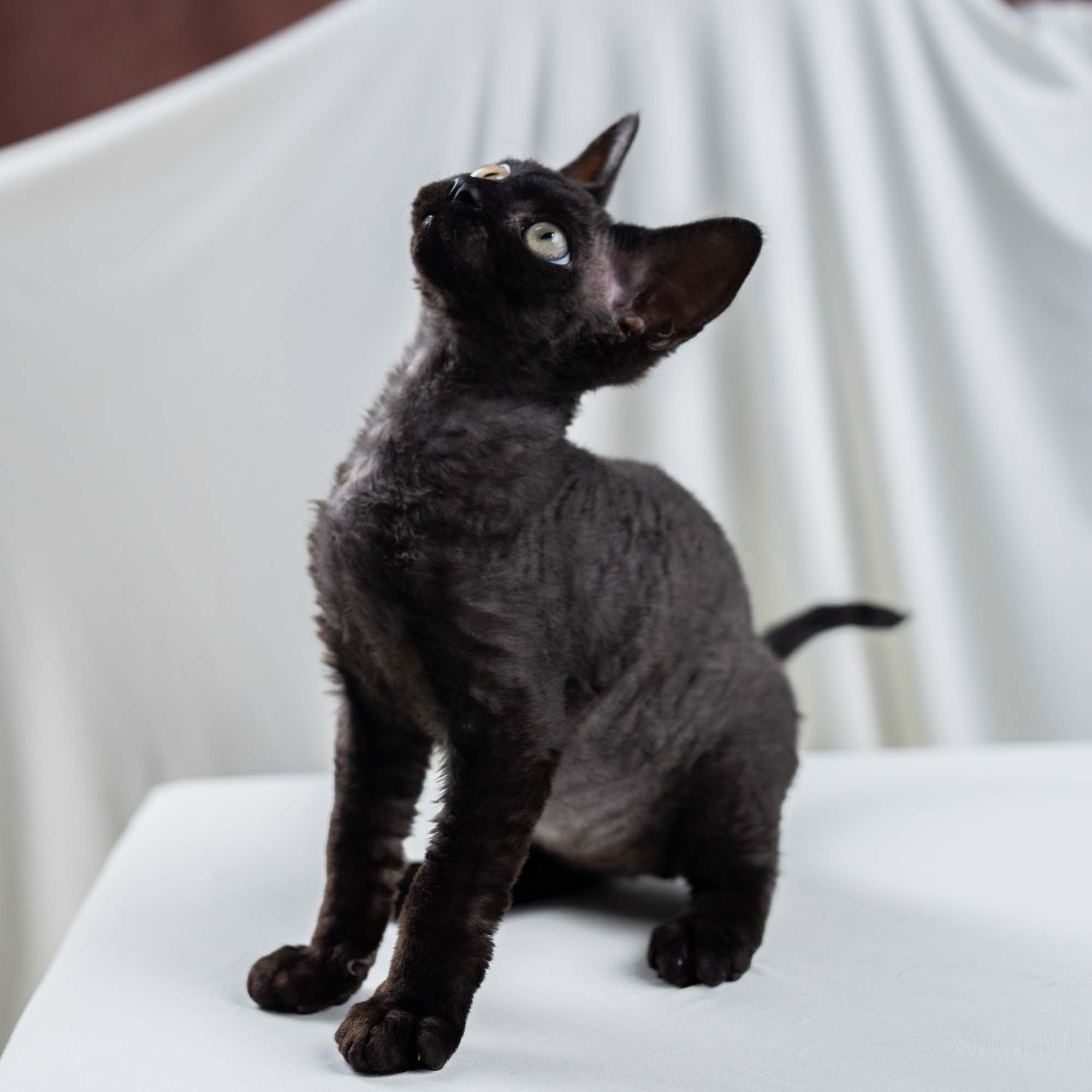 Smoke, boy,  born on  04.11.24, Sold. Devon Rex Pixie Cattery