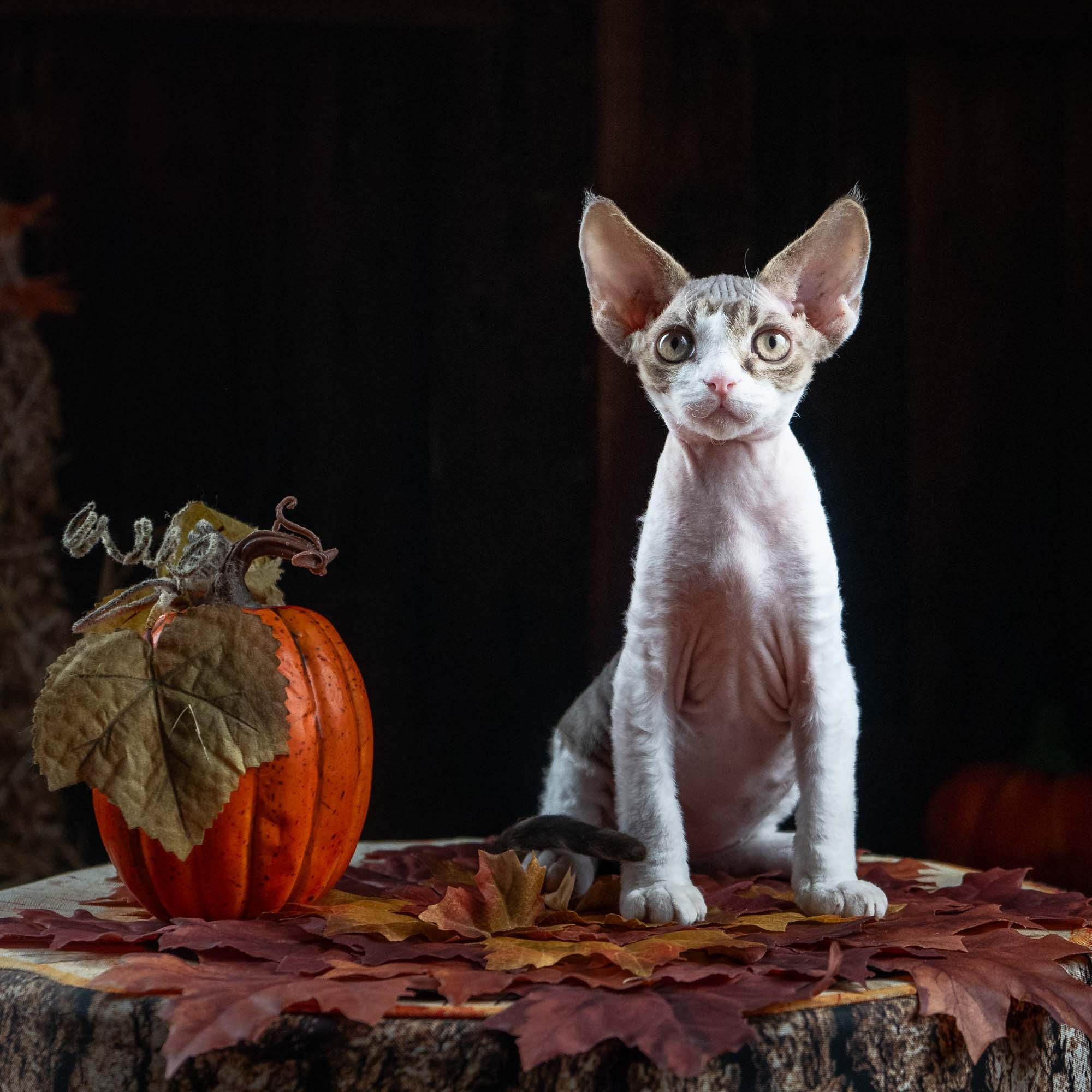 Eddie, boy, born on 06.09.24 Sold. Devon Rex Pixie Cattery