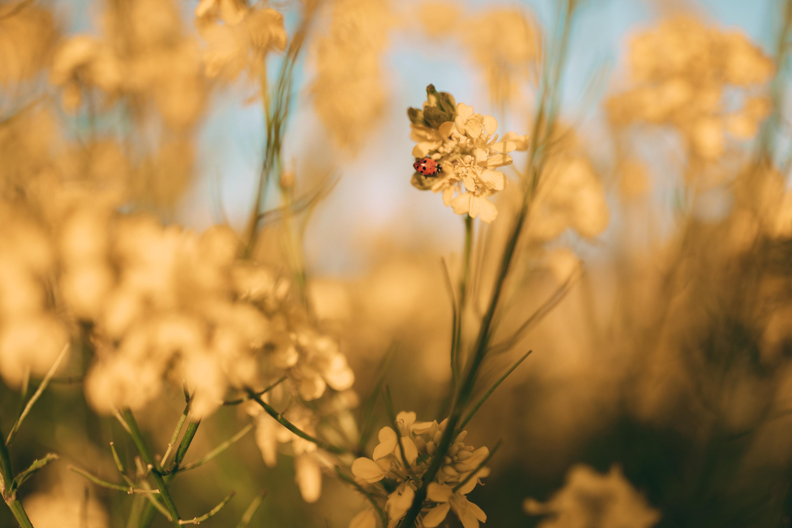 Bay Area Family Photographer — Sovanna