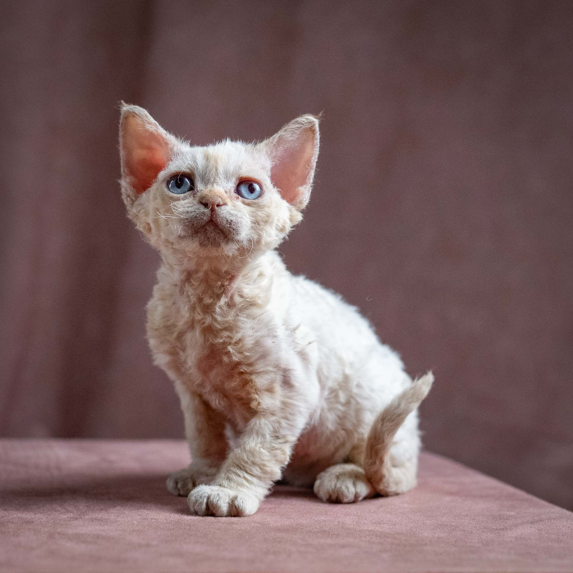 Quinn, girl, born 02.14.26. Devon Rex Pixie Cattery