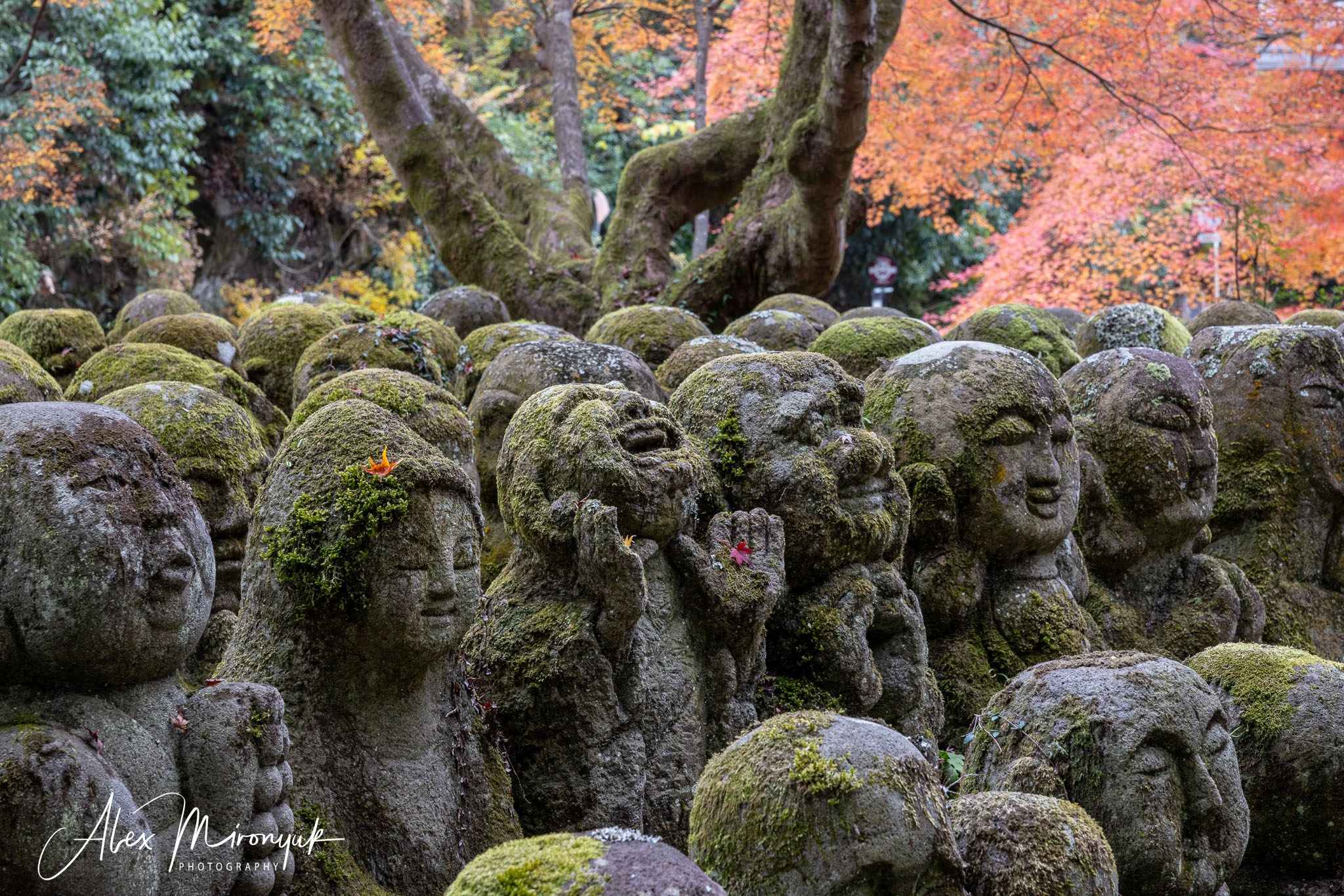 Autumn Colors of Japan. Pet, Senior, Landscape, portrait studio, photographer in Miami and Sou