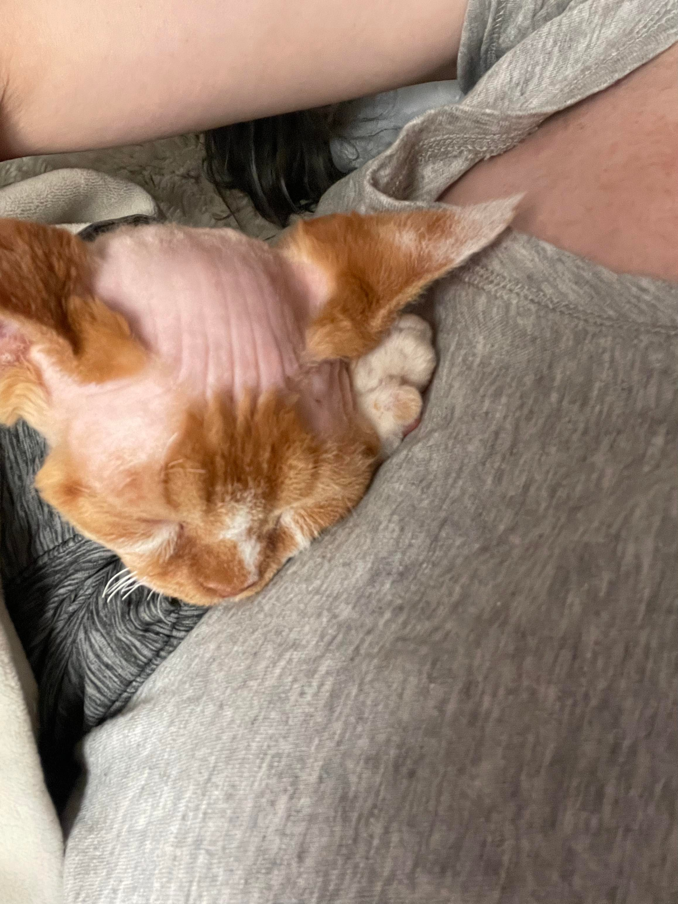 Homer, Boy, born on 02.01.23, SOLD. Devon Rex Pixie Cattery