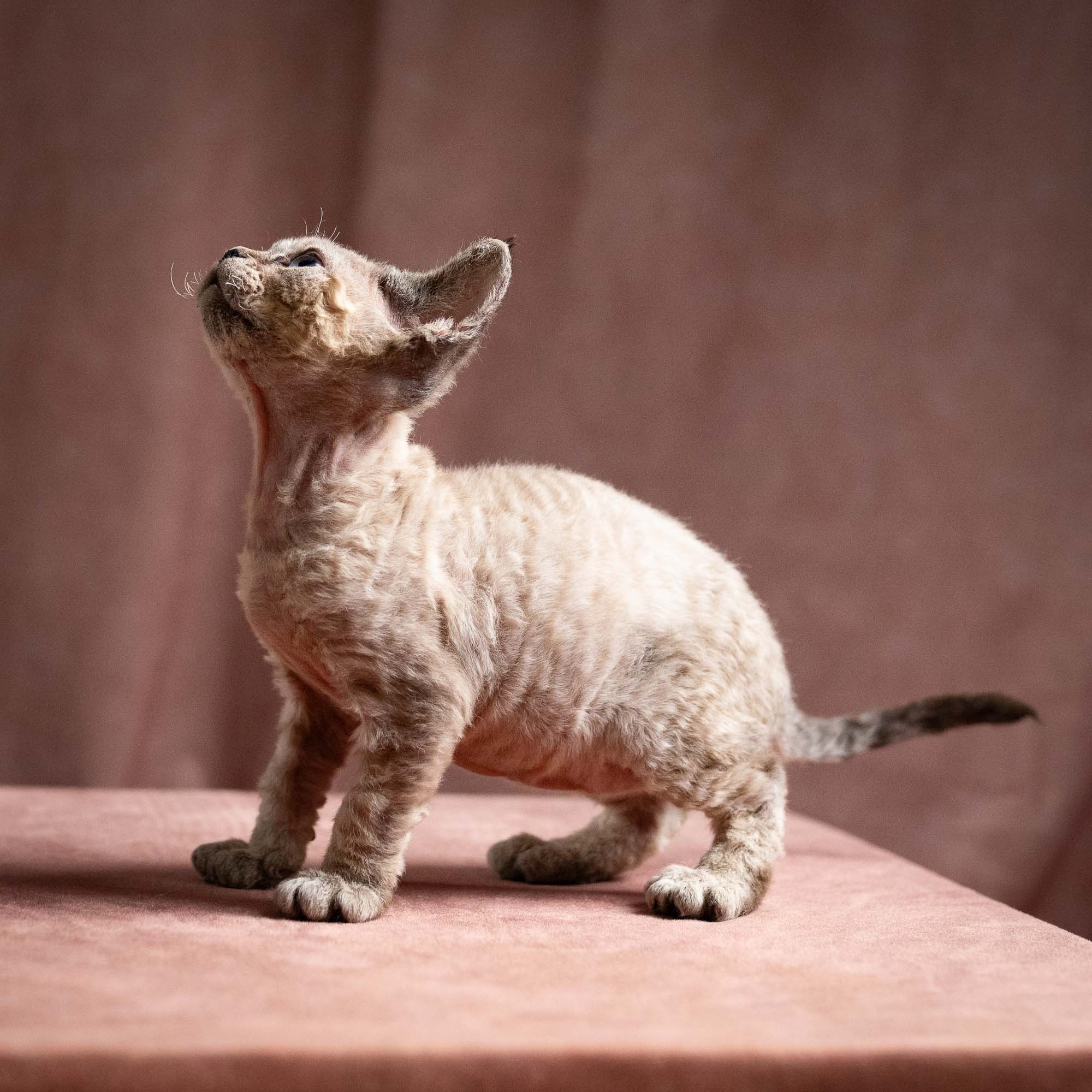 Quincy, boy, born 02.14.26. Devon Rex Pixie Cattery