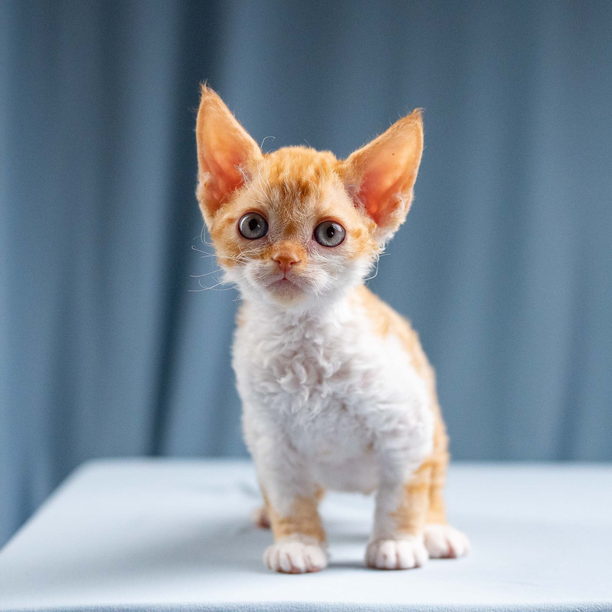 Jessie, girl, born 06.25.2025. Devon Rex Pixie Cattery