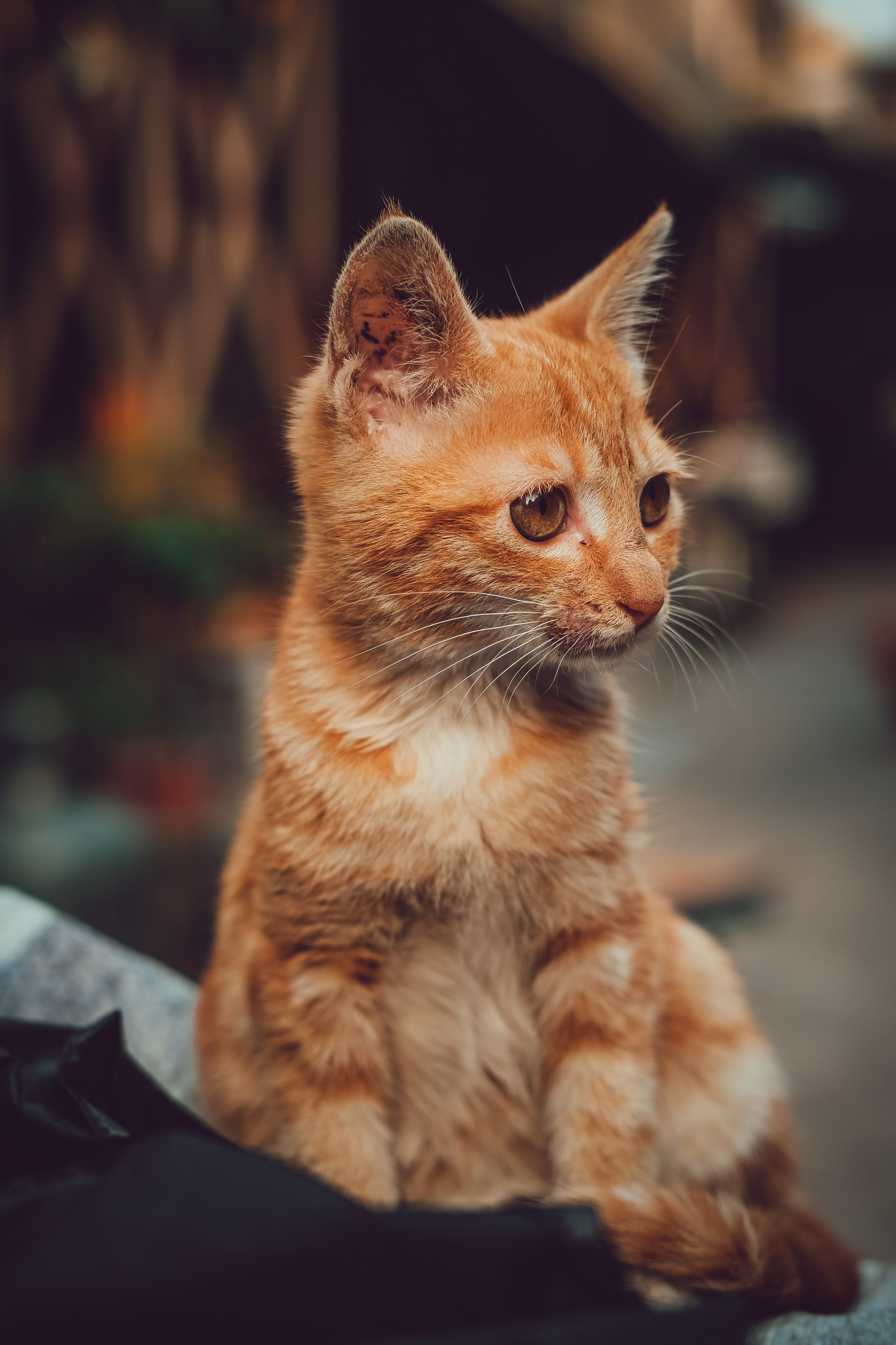 Stray Cat Dongguan China | Stray Cats Photography