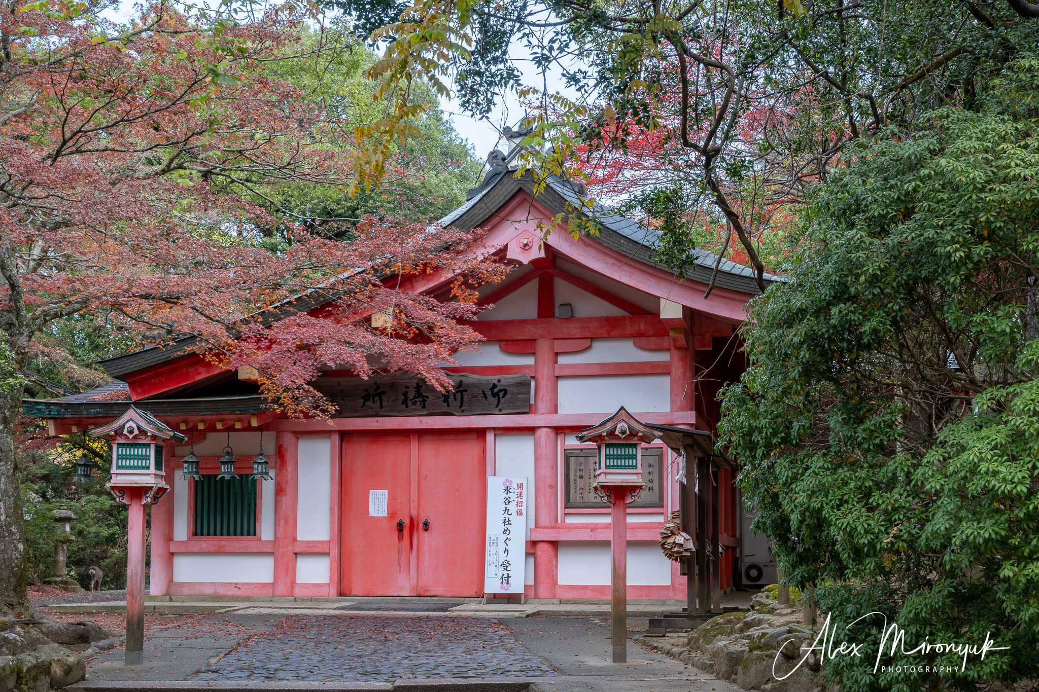 Autumn Colors of Japan. Pet, Senior, Landscape, portrait studio, photographer in Miami and Sou