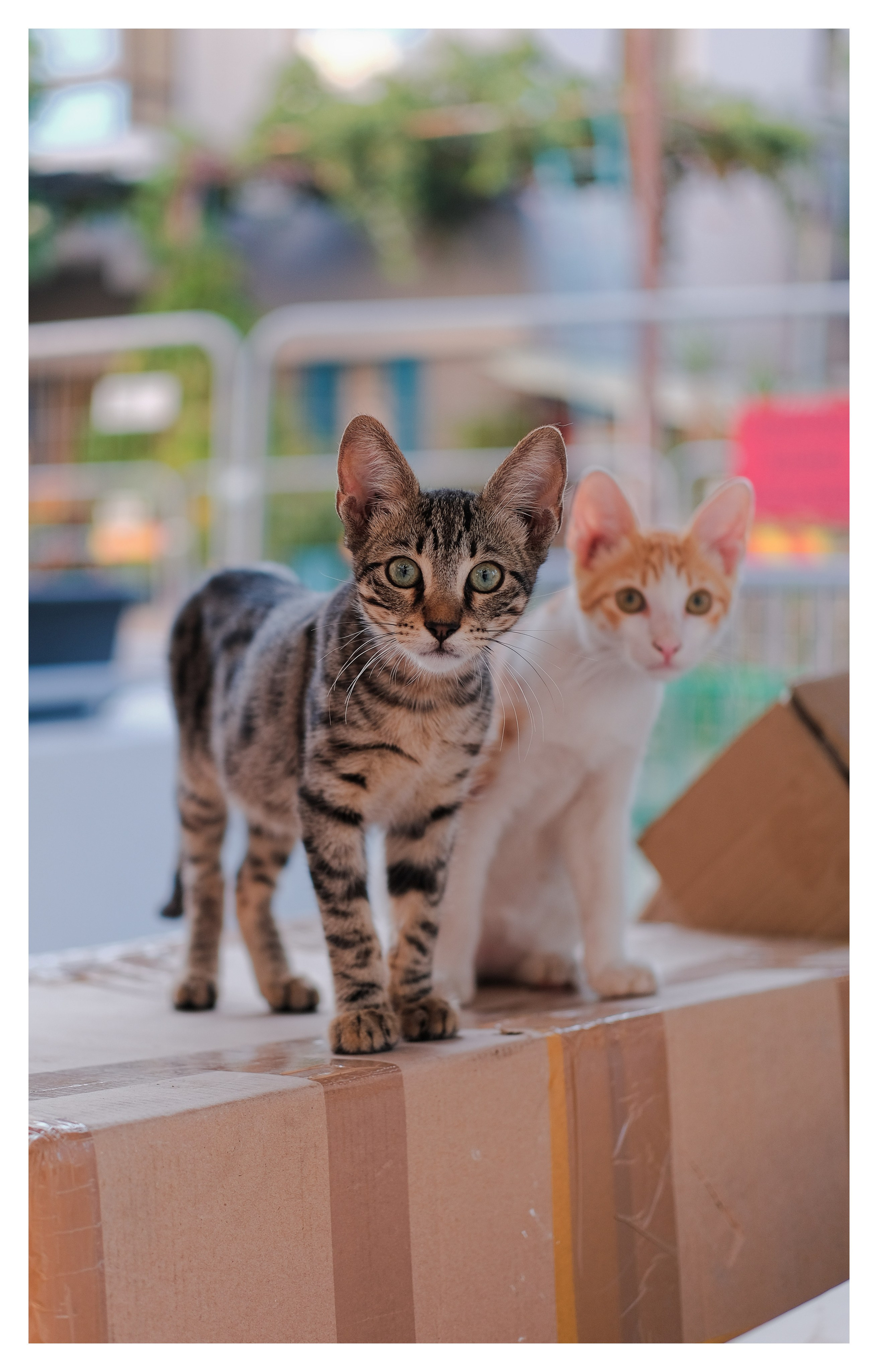 Stray Cats 🐾 | Stray cats from all the World | YuKoPhotography 📷. 中国街头摄影 | The Streets of China Through My Eyes | 深圳