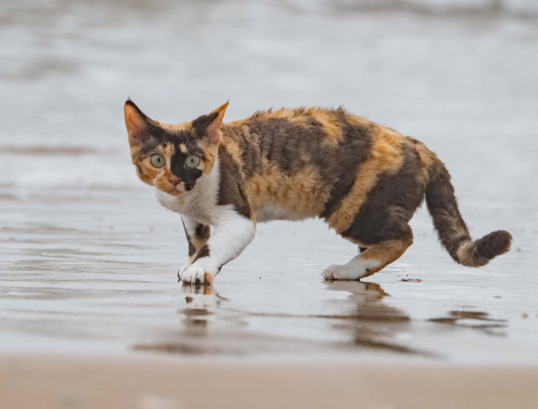 Dottie, girl, born on 06.06.24. Devon Rex Pixie Cattery