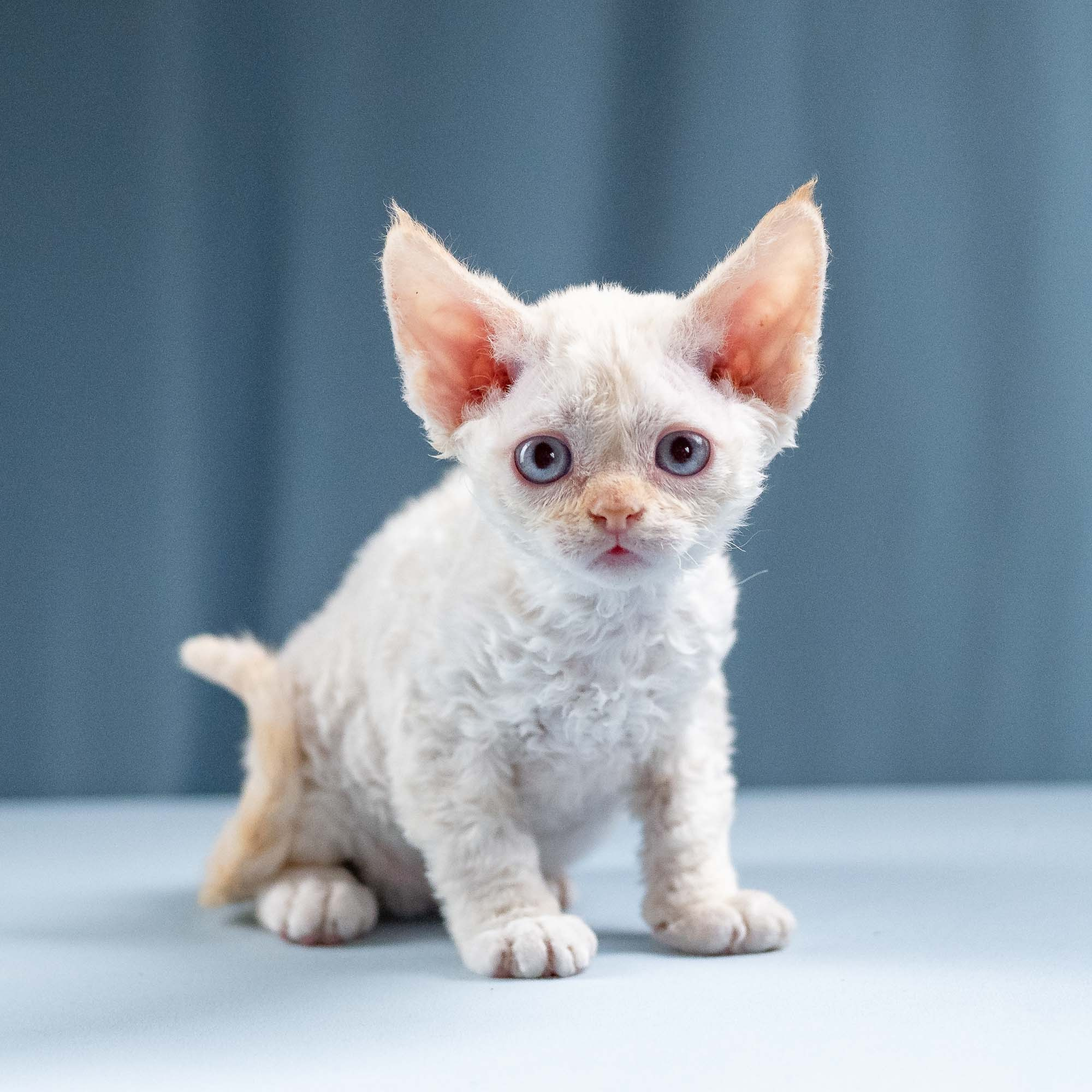 Jasmin, girl, born 06.25.2025. Devon Rex Pixie Cattery