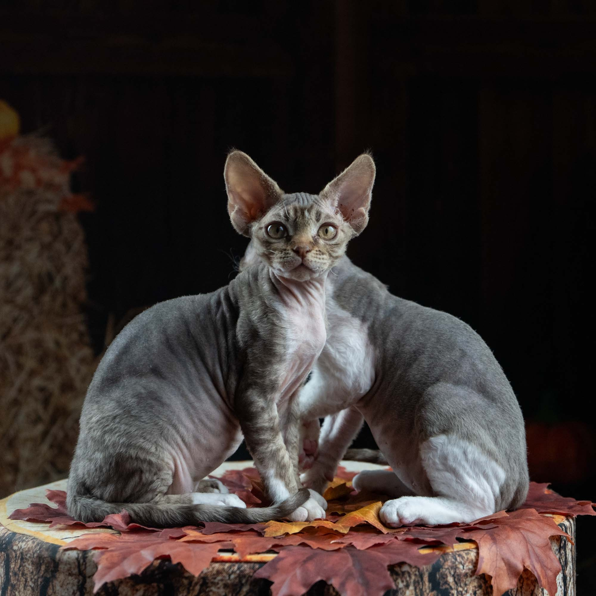 Elvis, boy, born on 06.09.24 SOLD. Devon Rex Pixie Cattery