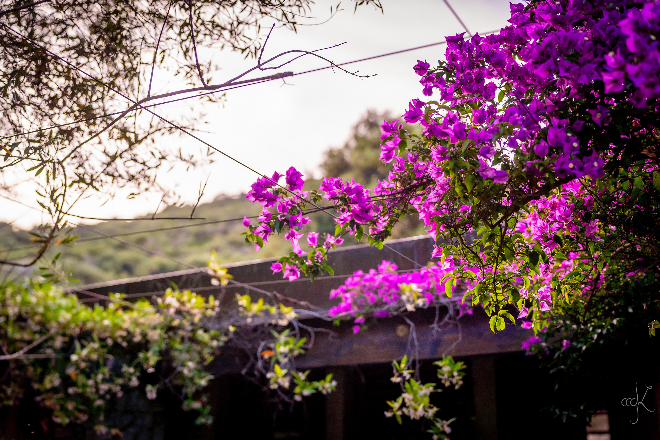 FLOWTIME: the 6th Cargèse summer school. Expect Miracles Photography by Kate & Andrew