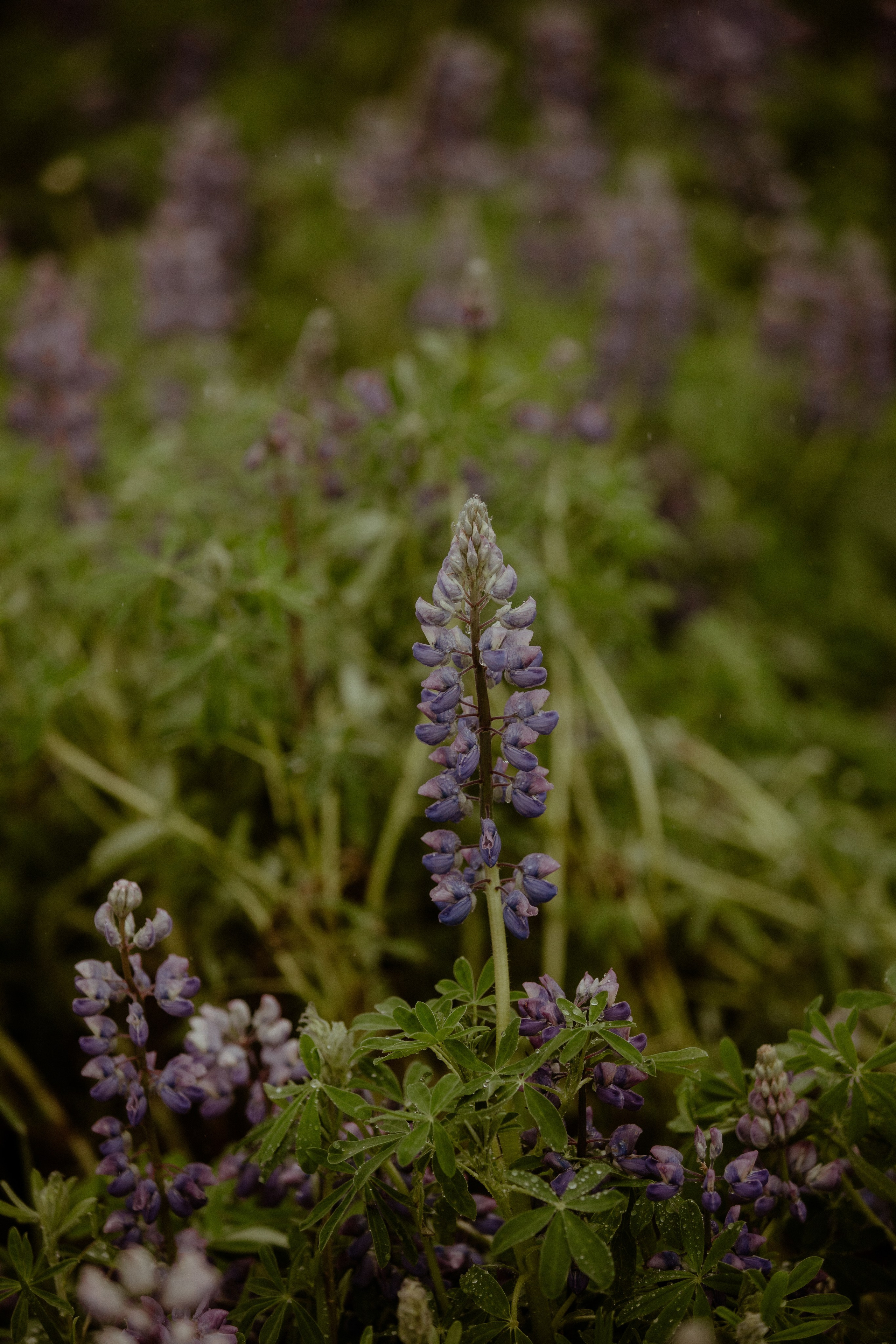 Iceland Elopement at Black Sand Beach. Iceland elopement photographer & videographer