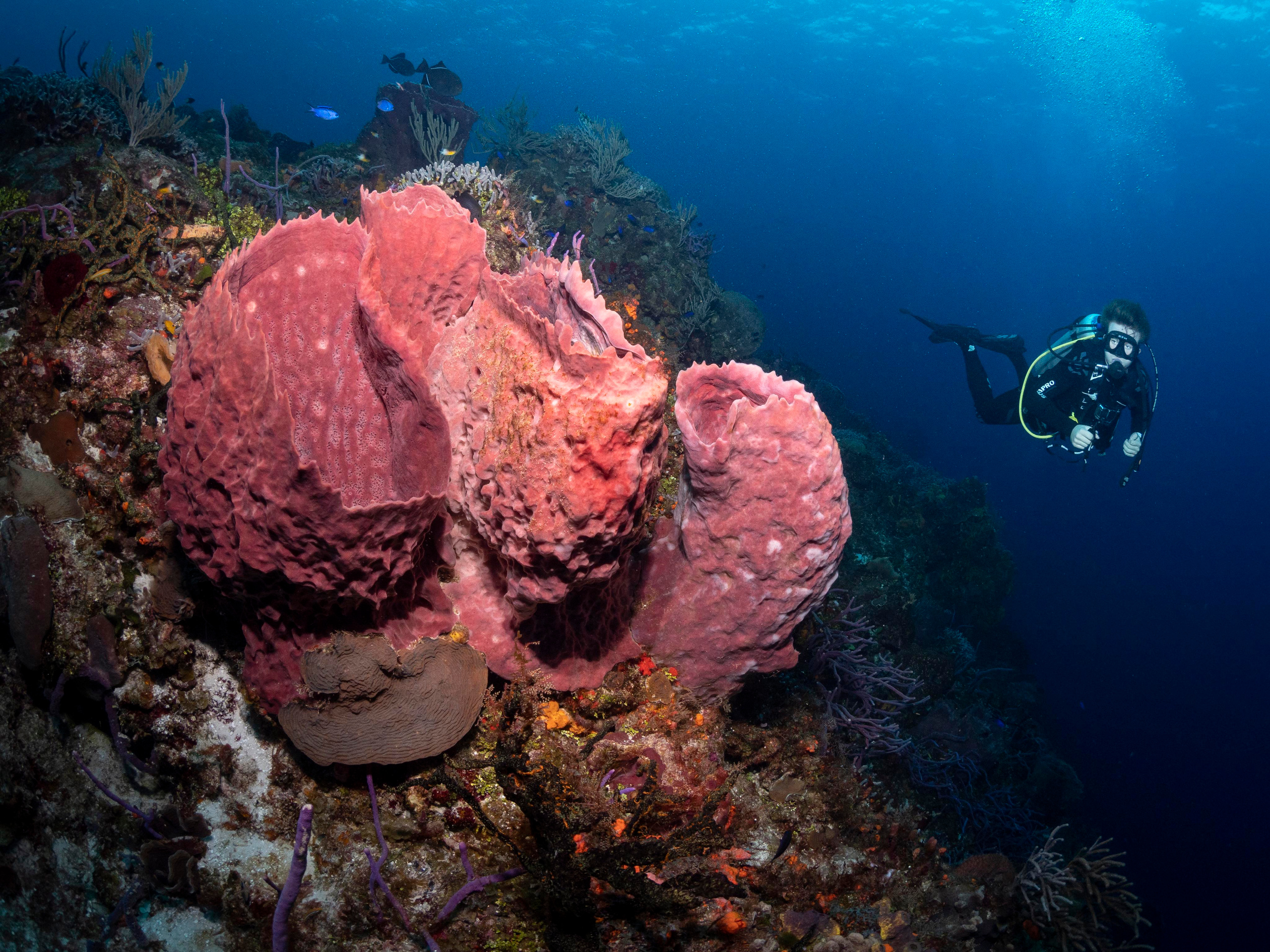 Underwater Photo Shoot. Your photographer on land and under water— Alexey Zaytsev